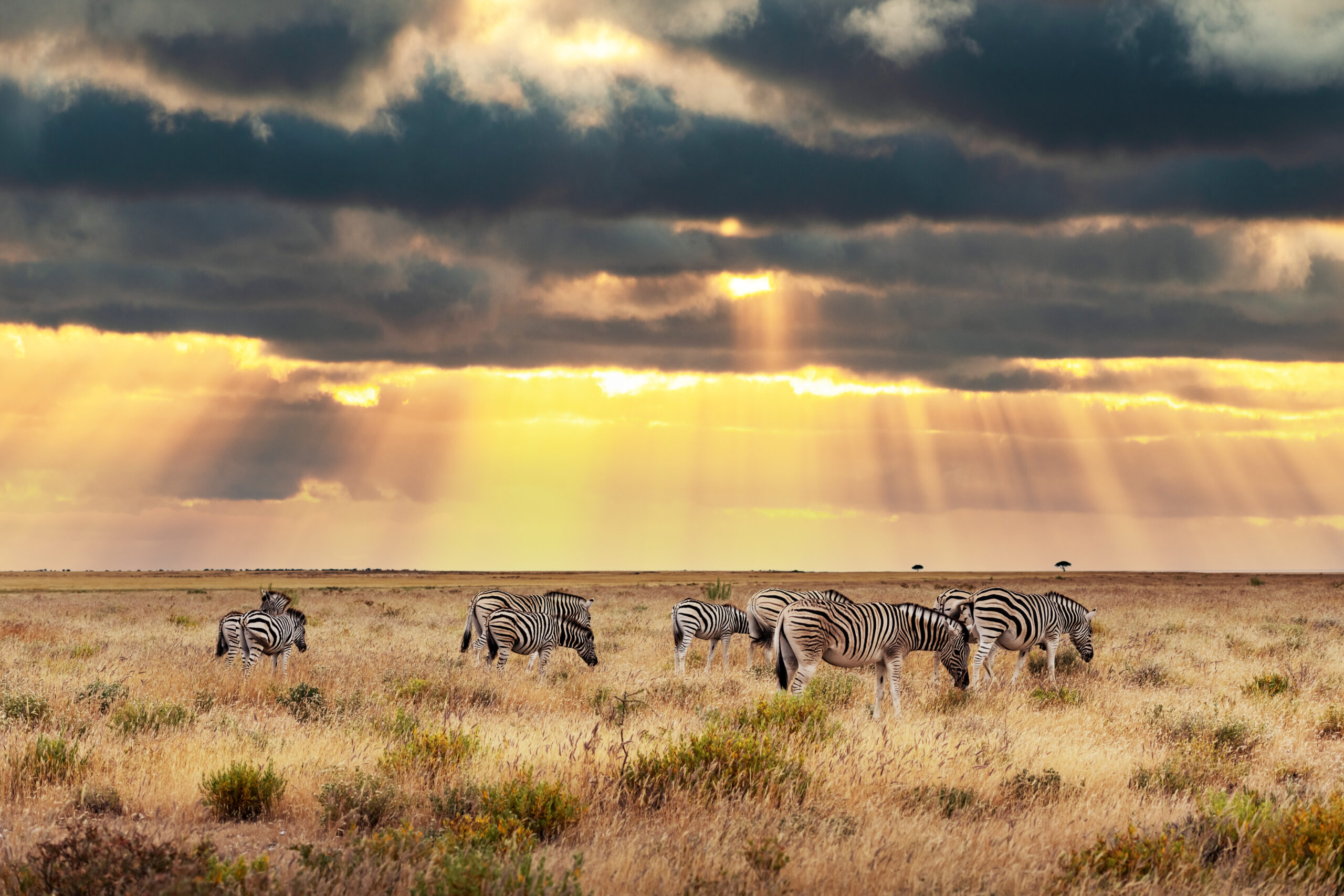 Luxury safari and cost