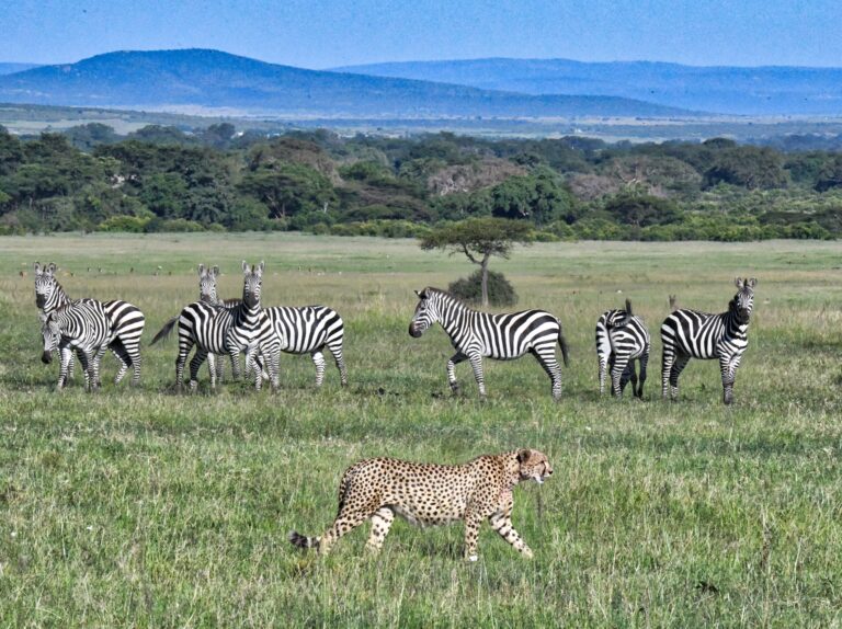 2-Day Fly-in Safari from Zanzibar, Fly-in Safari from Zanzibar