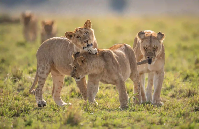 12 Days Tanzania Safari & Zanzibar Beach Excursions