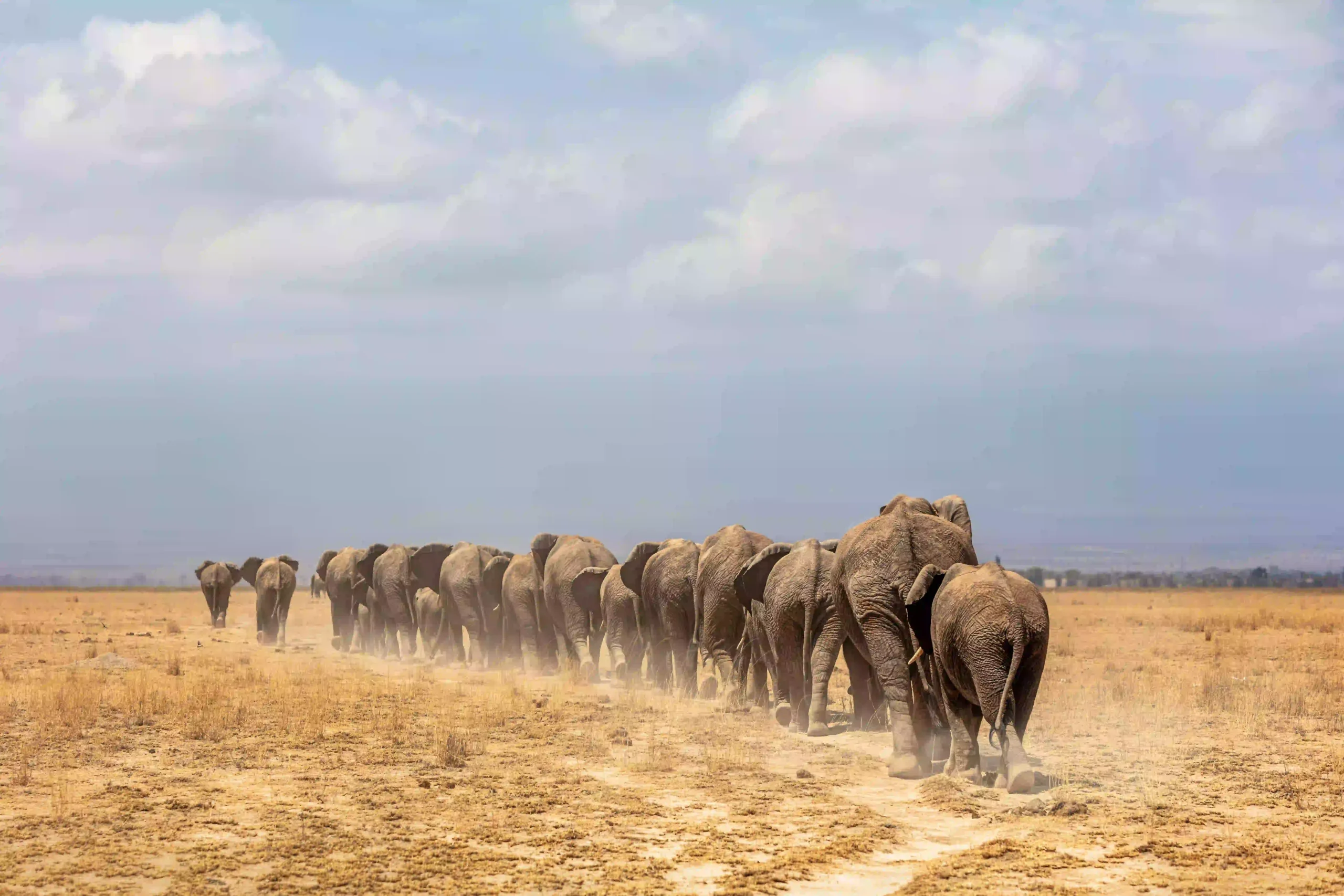 Elephants in Tarangire