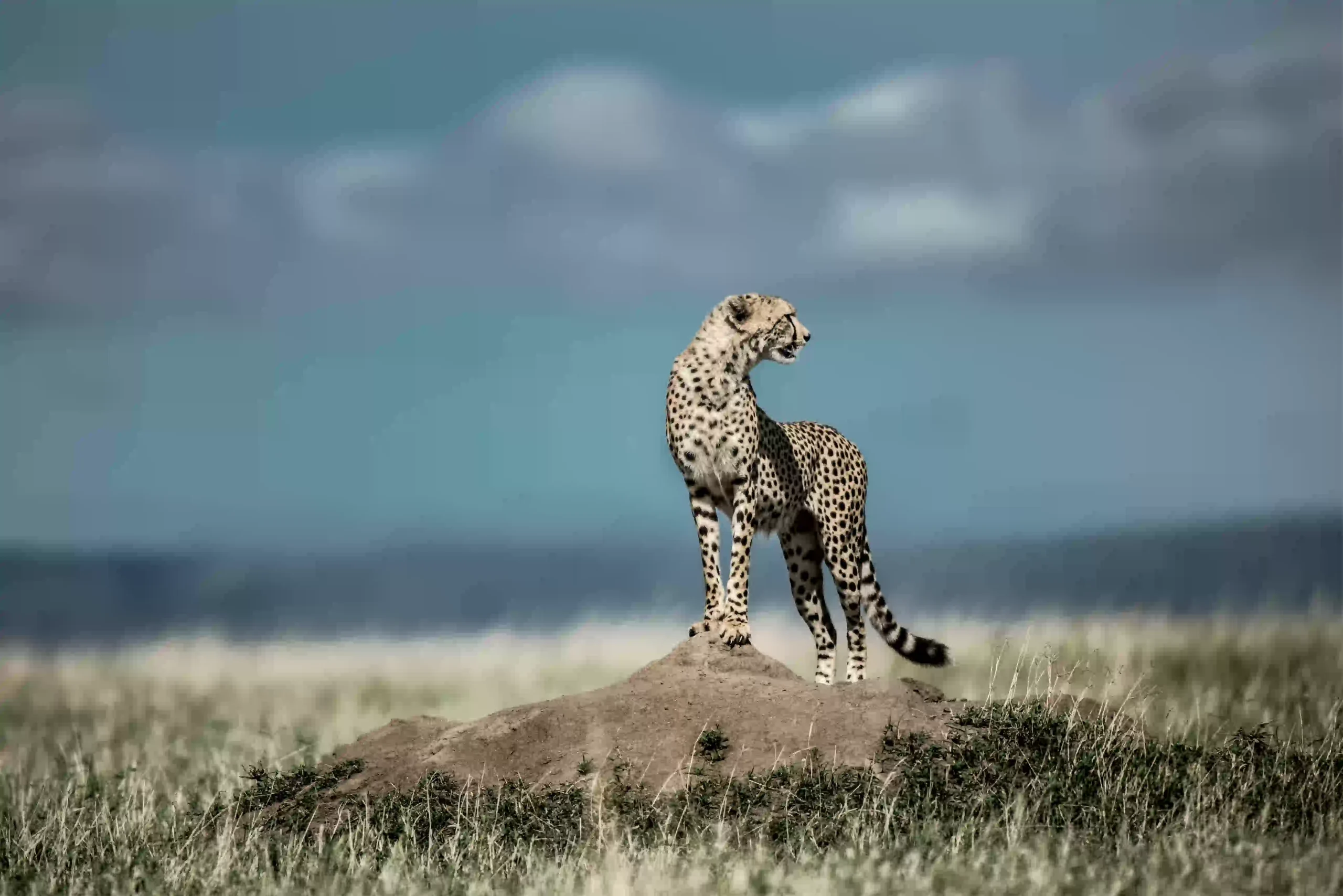 Cheetah in Serengeti