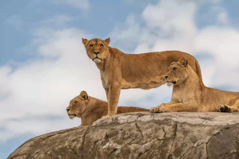 13 Days Tanzania Safari & Zanzibar Beach