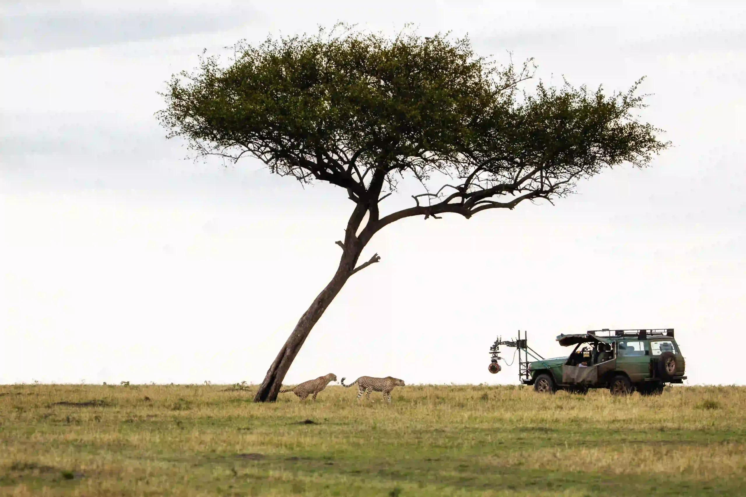 Serengeti safari drive