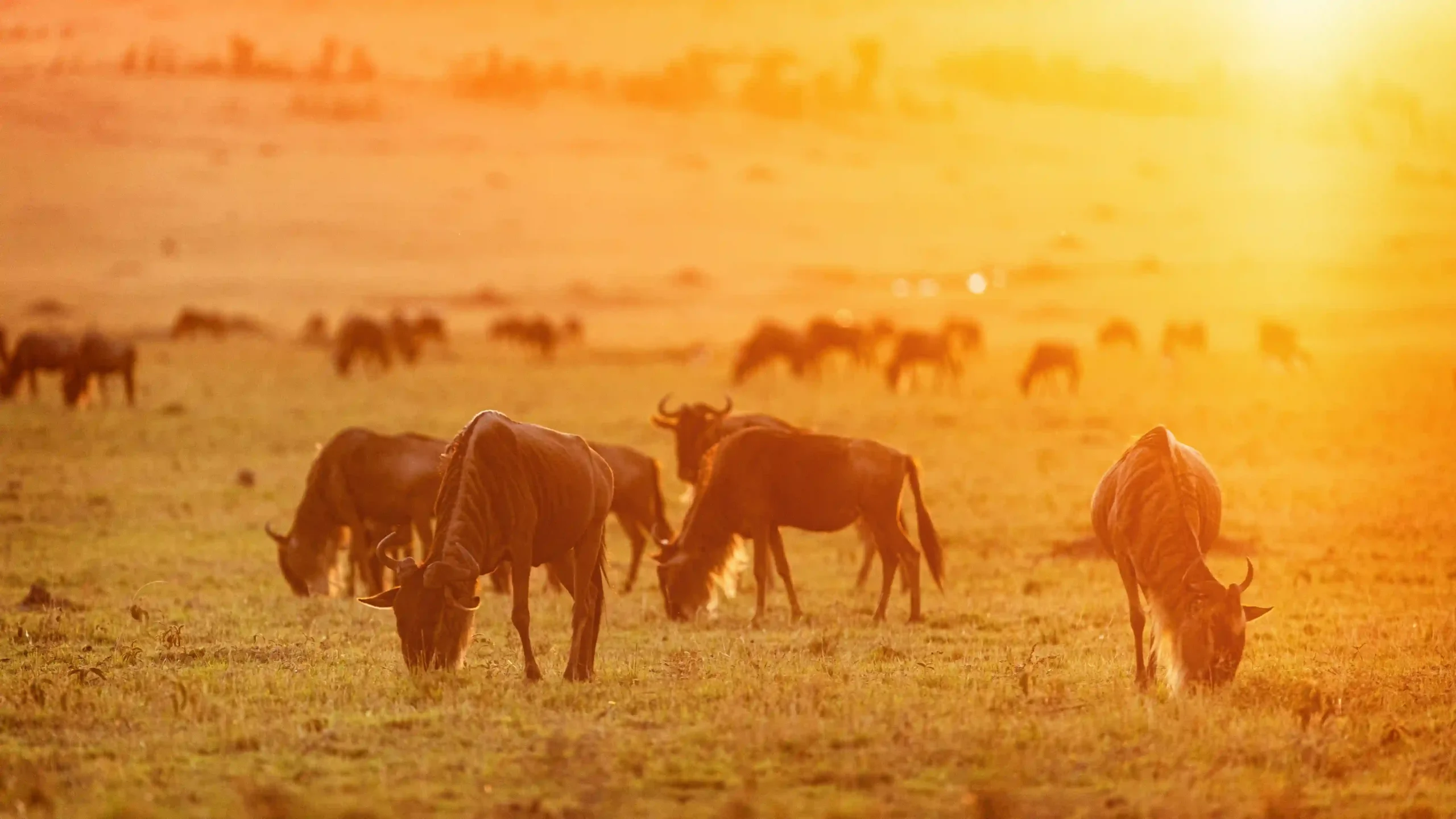 Wildebeest grazing in warm light on the Ngorongoro Crater rim