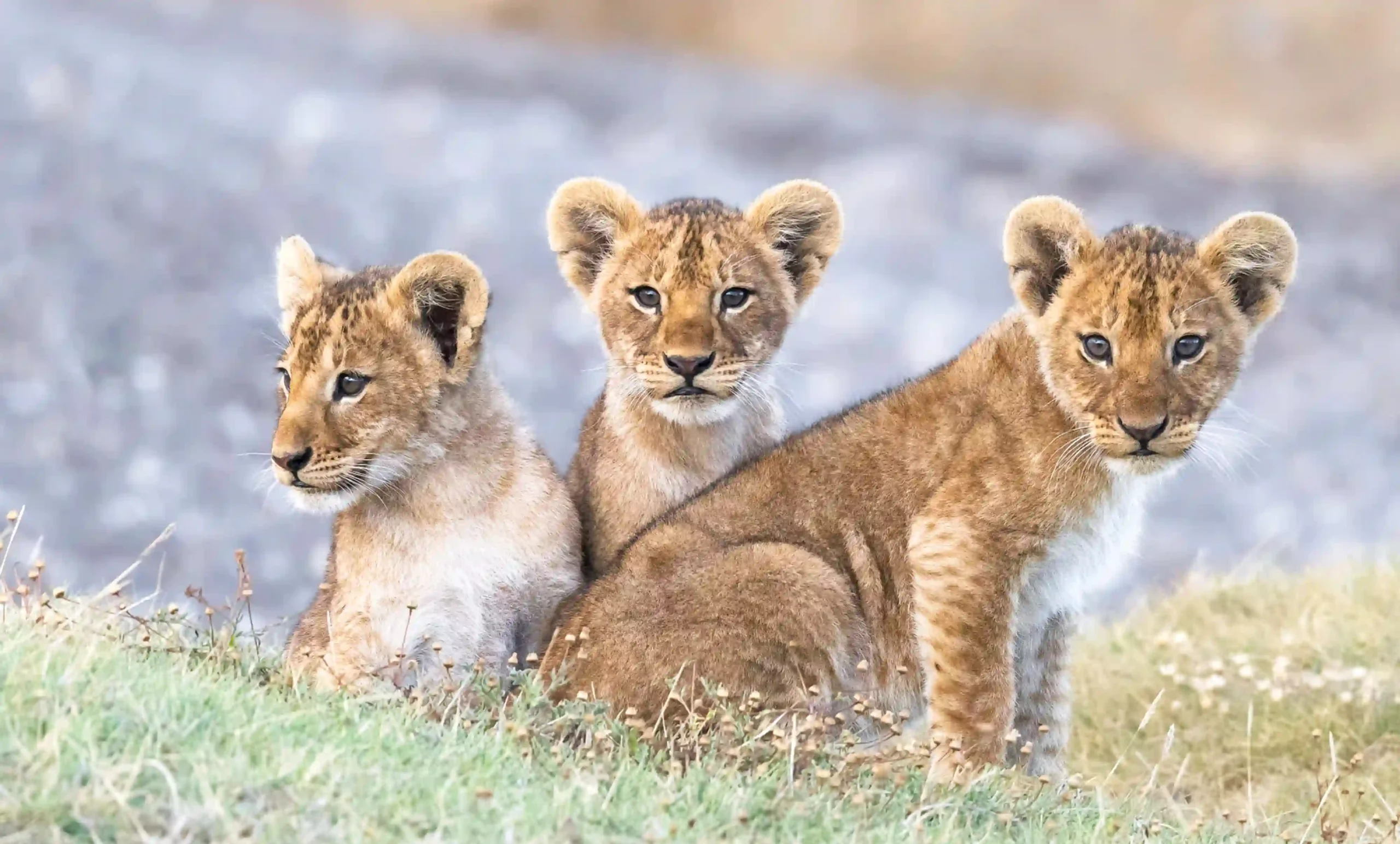 Open Serengeti landscape with scattered wildlife