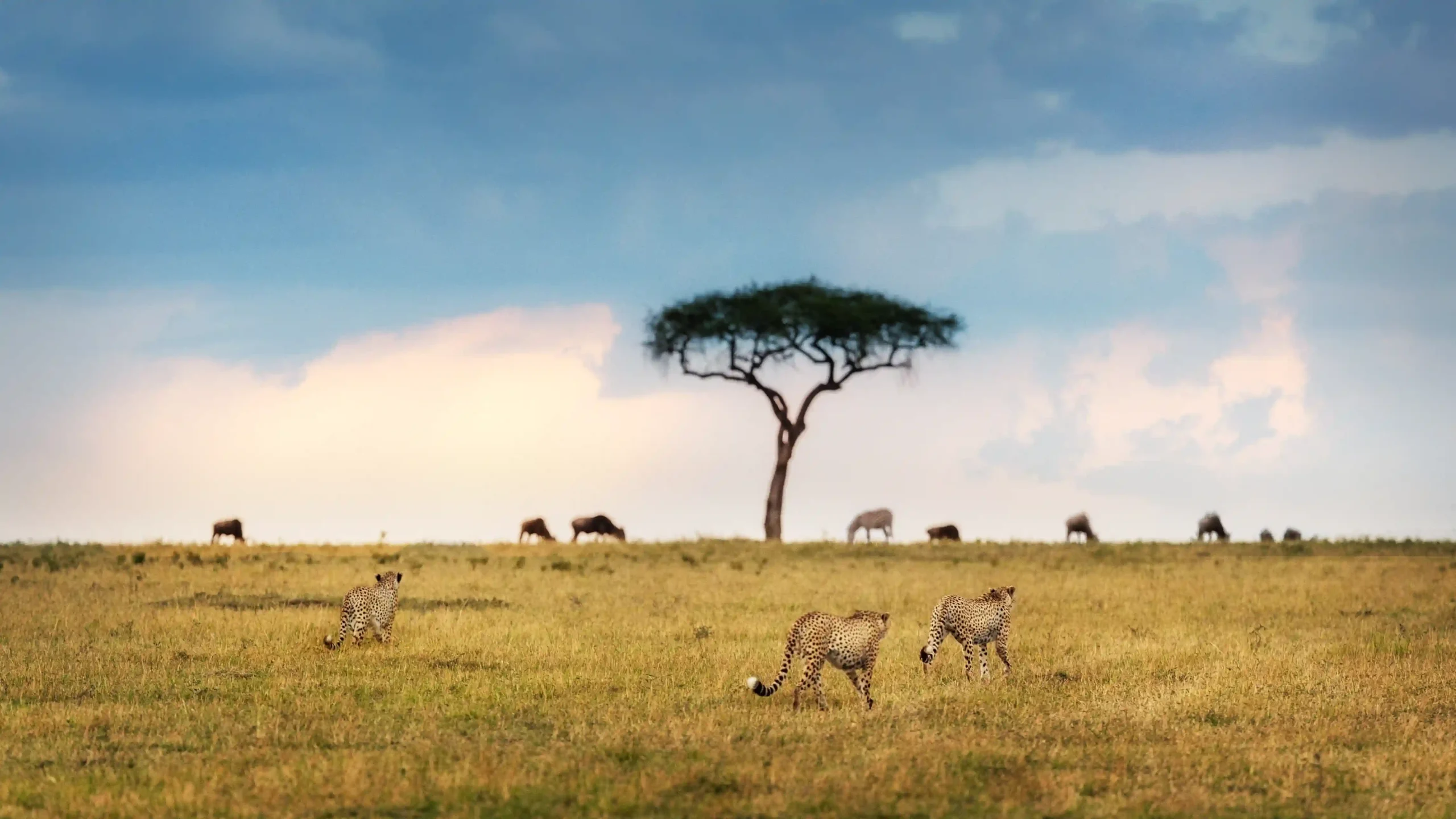 10-Day Fly-in Tanzania Safari – Serengeti, Ngorongoro & Tarangire