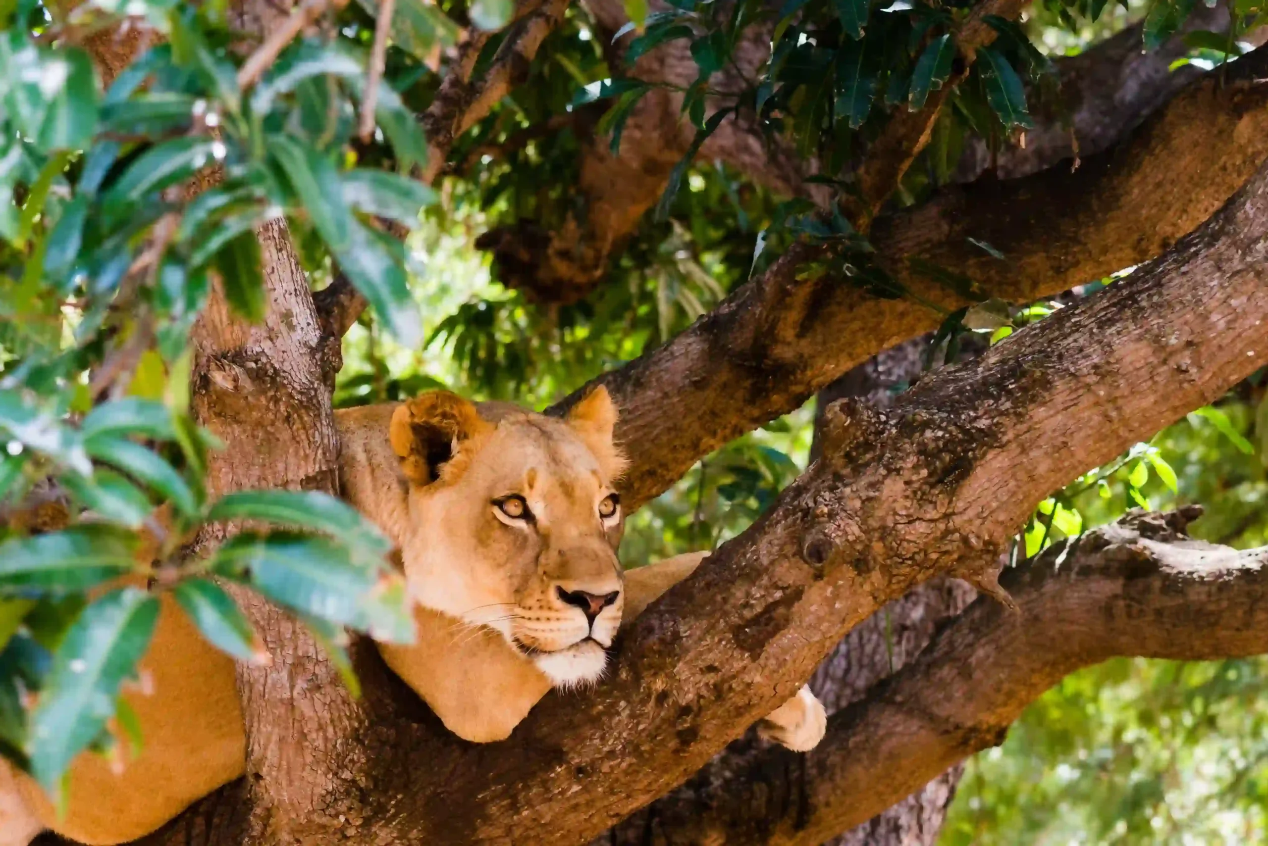 Lioness with wide caldera backdrop at Ngorongoro Crater