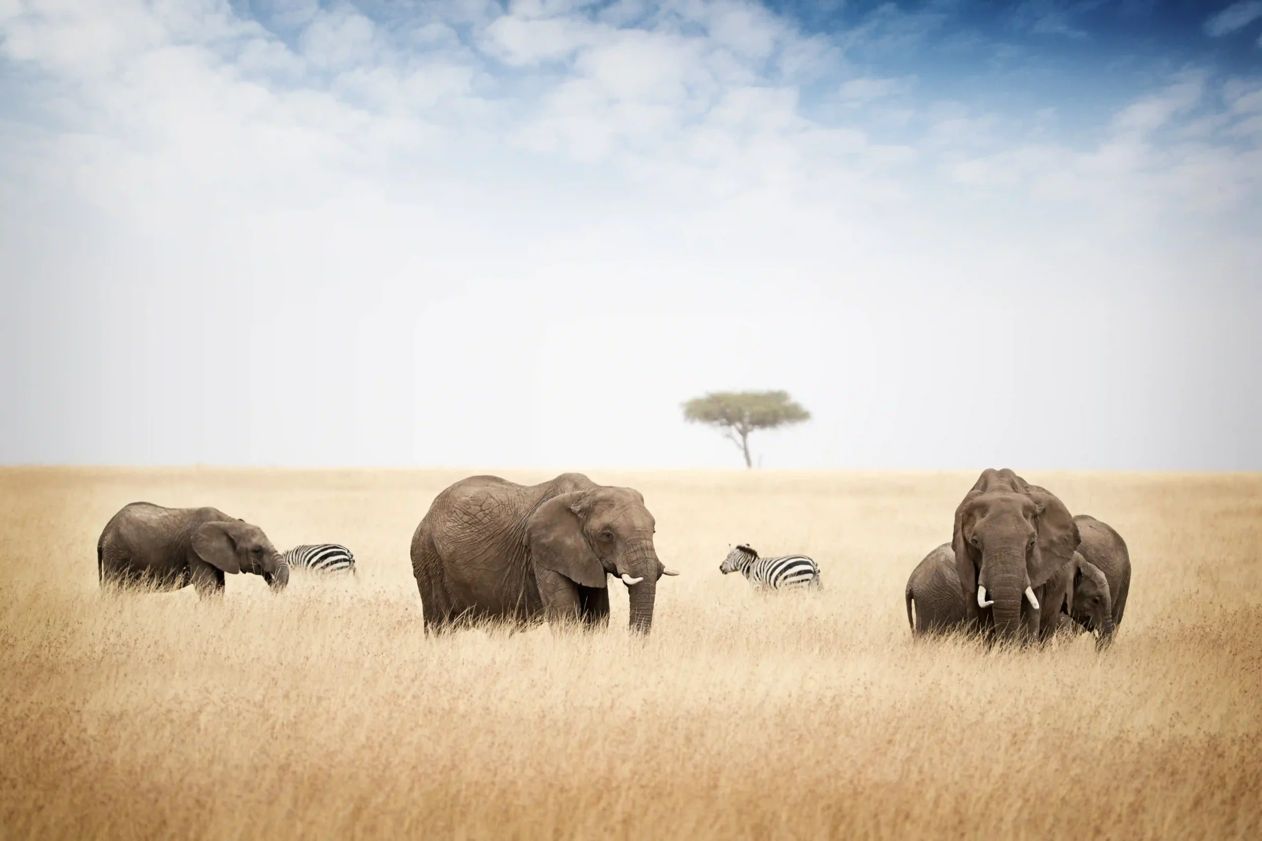 Elephants and baobabs in Tarangire National Park