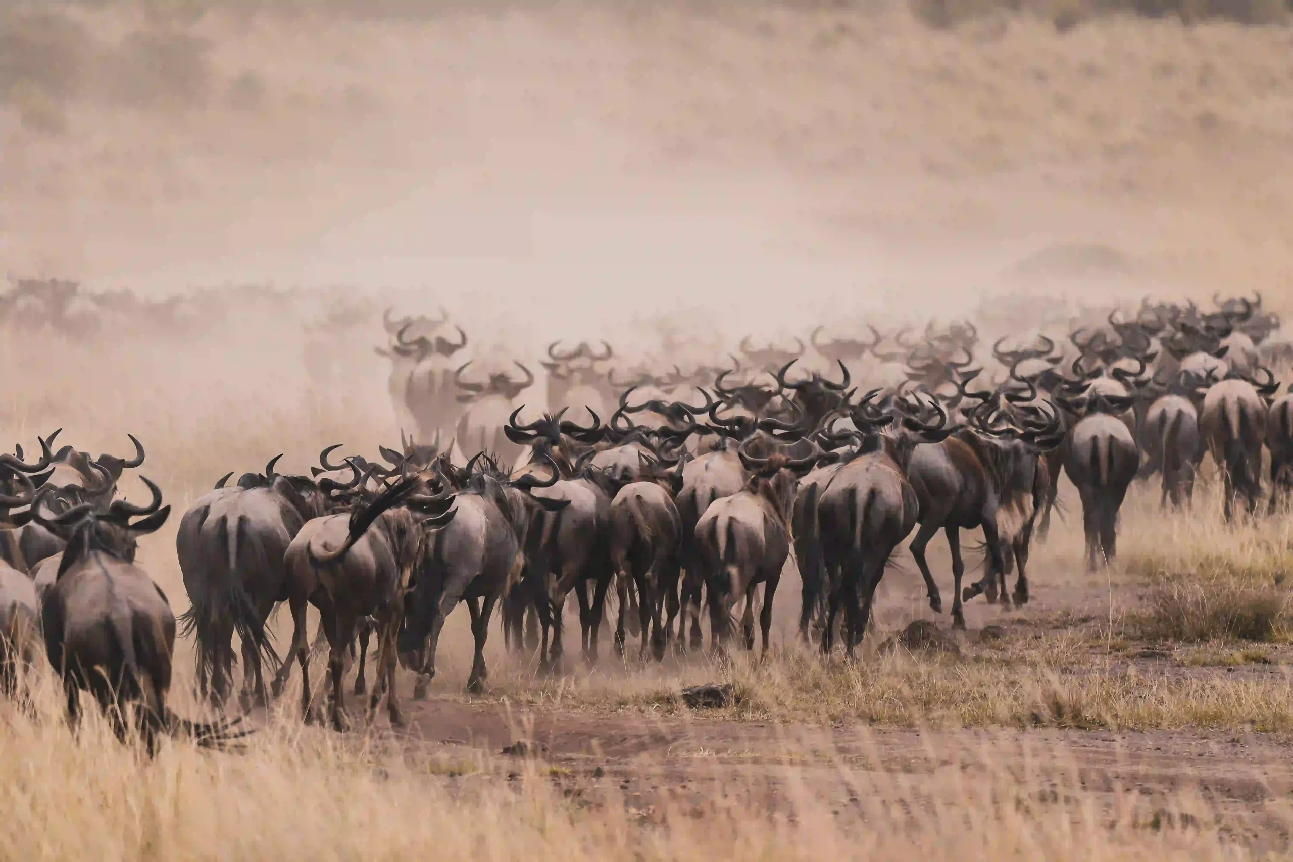 Great Migration herds in motion during a 6 day Tanzania safari