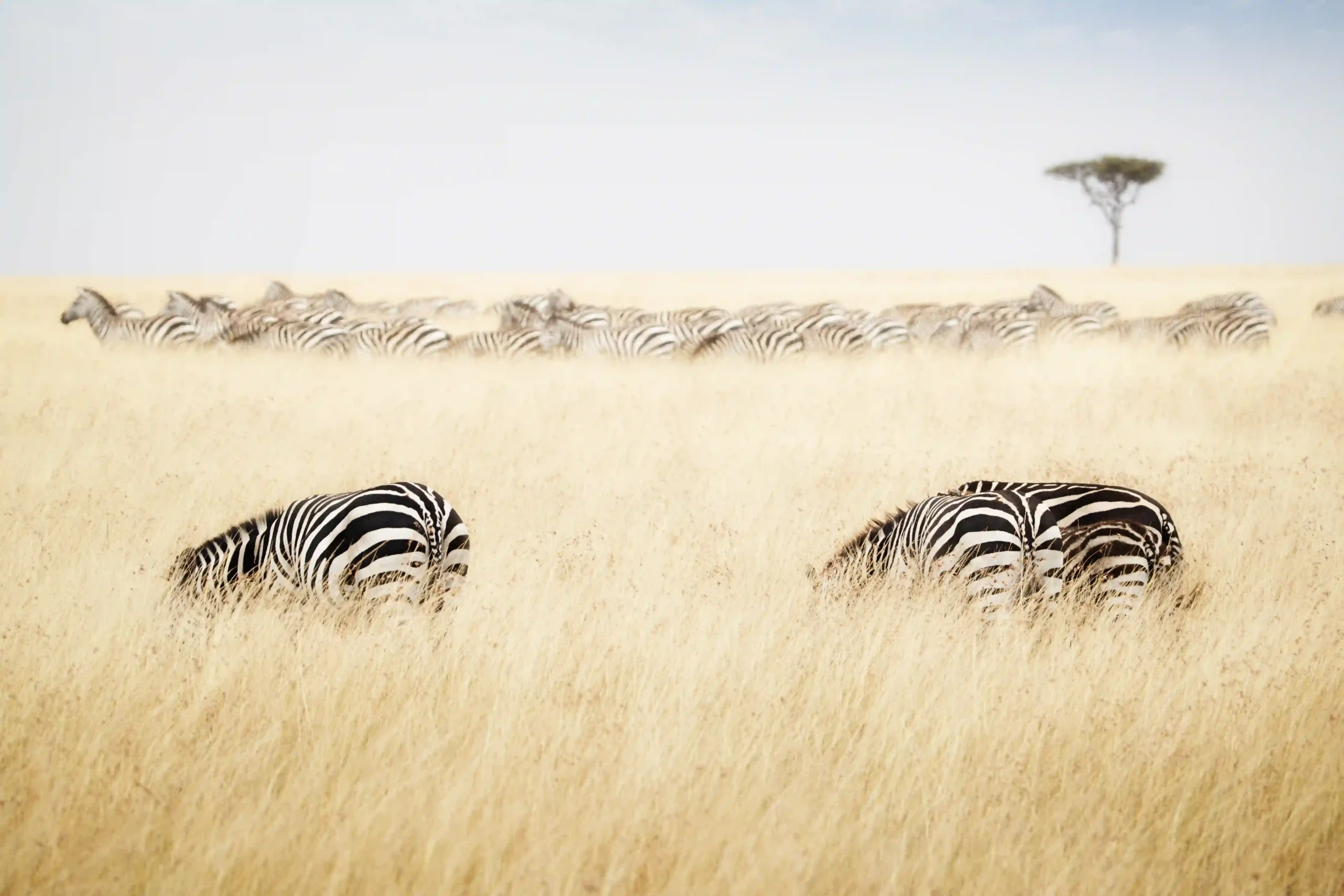 Lake Manyara flamingos and acacia forests