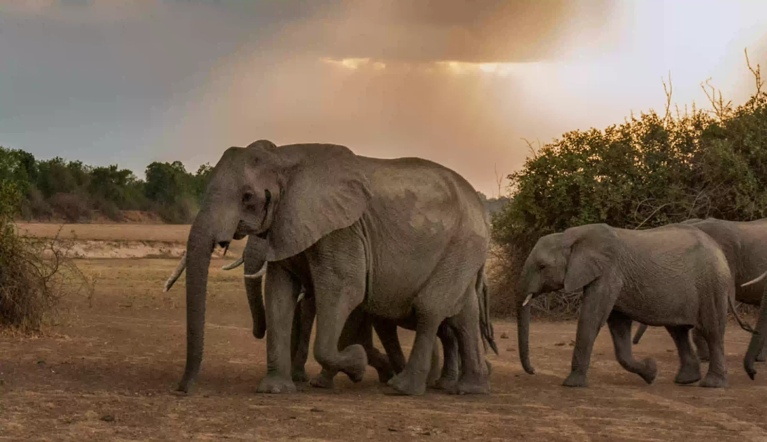 Open savanna with scattered wildlife and trees