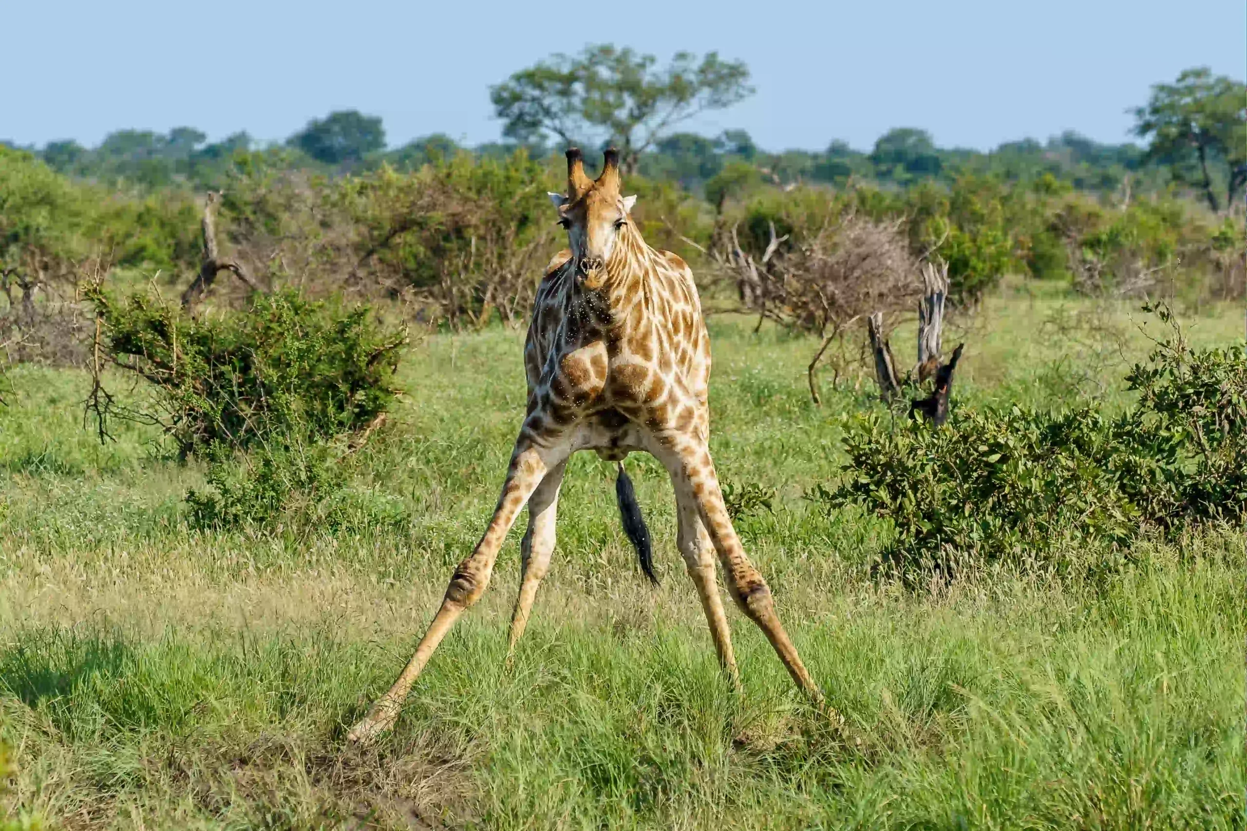 A giraffe spreading its front legs to drink