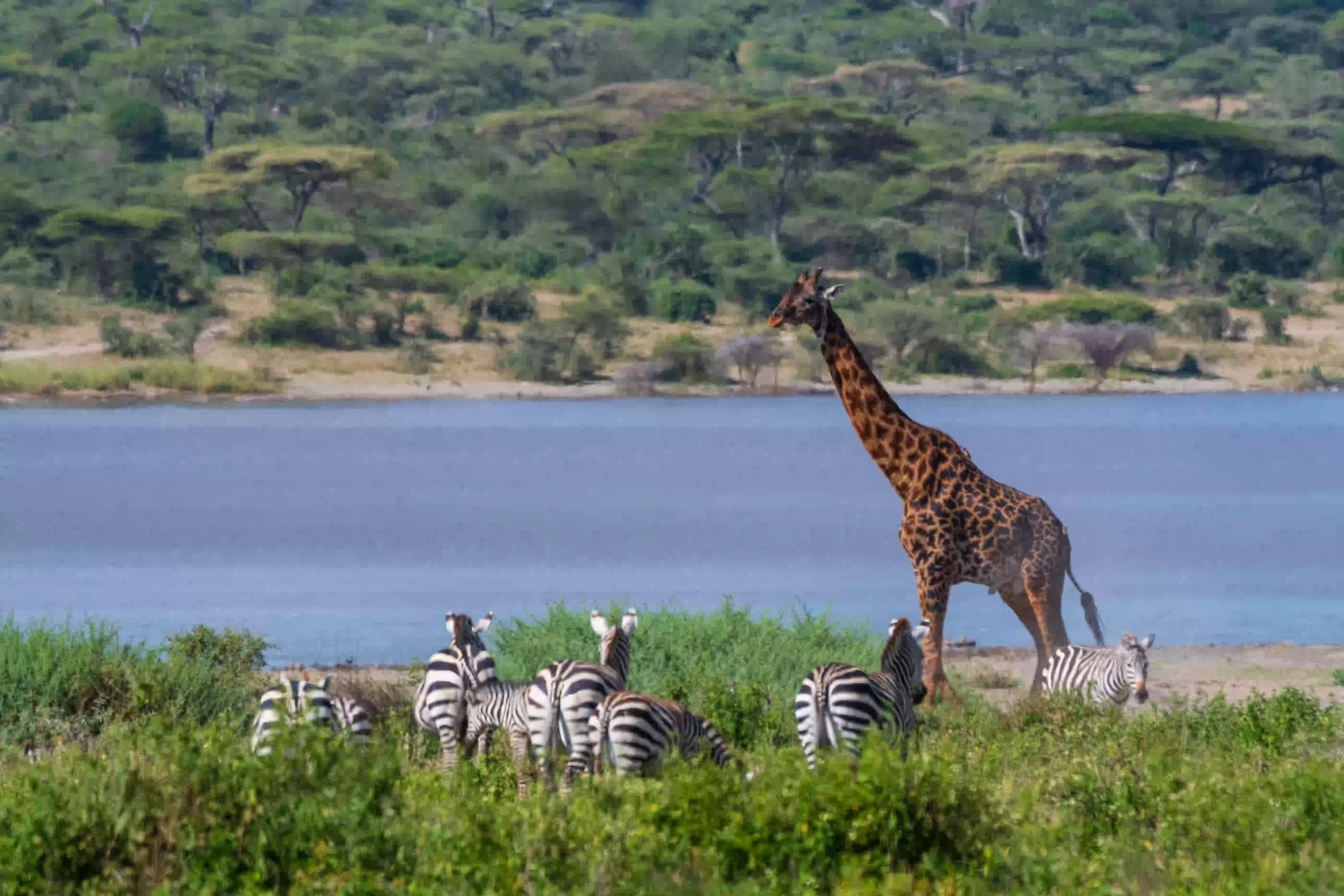 Giraffe and zebras near a calm lakeside close to Arusha