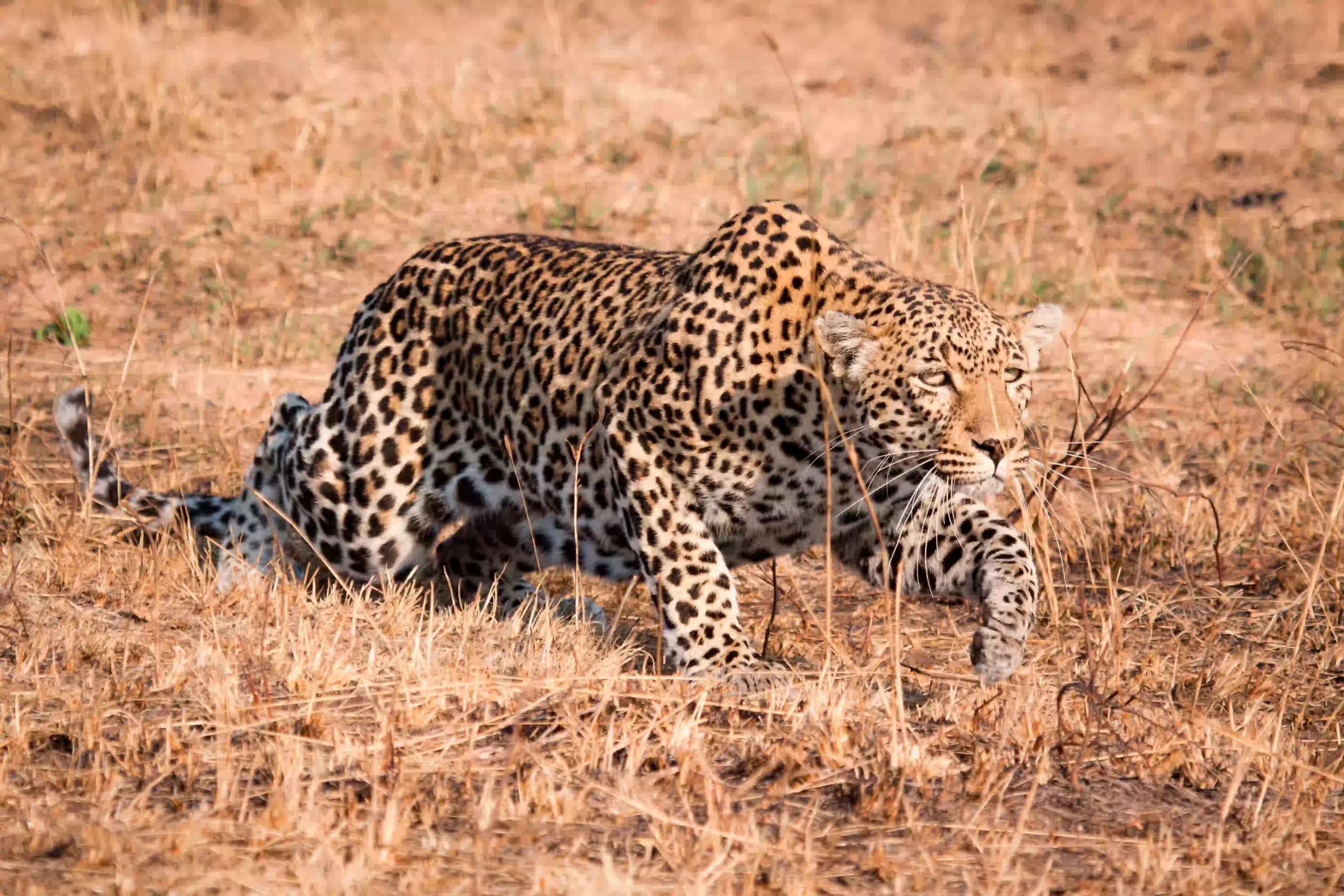 Leopard stalking low through Serengeti grass near a line of kopjes