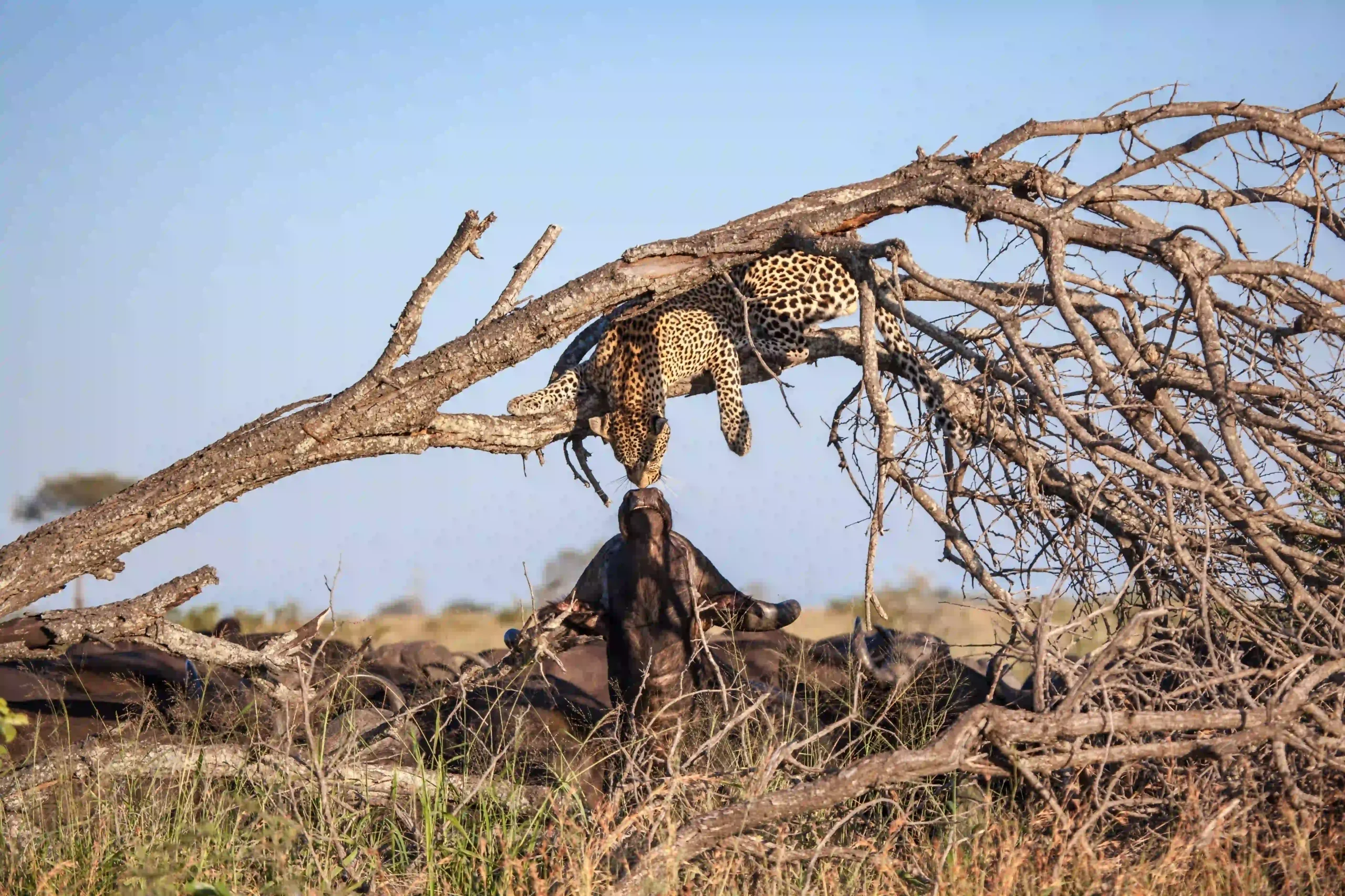 Leopard resting in a tree with distant plains, a first taste of safari atmosphere