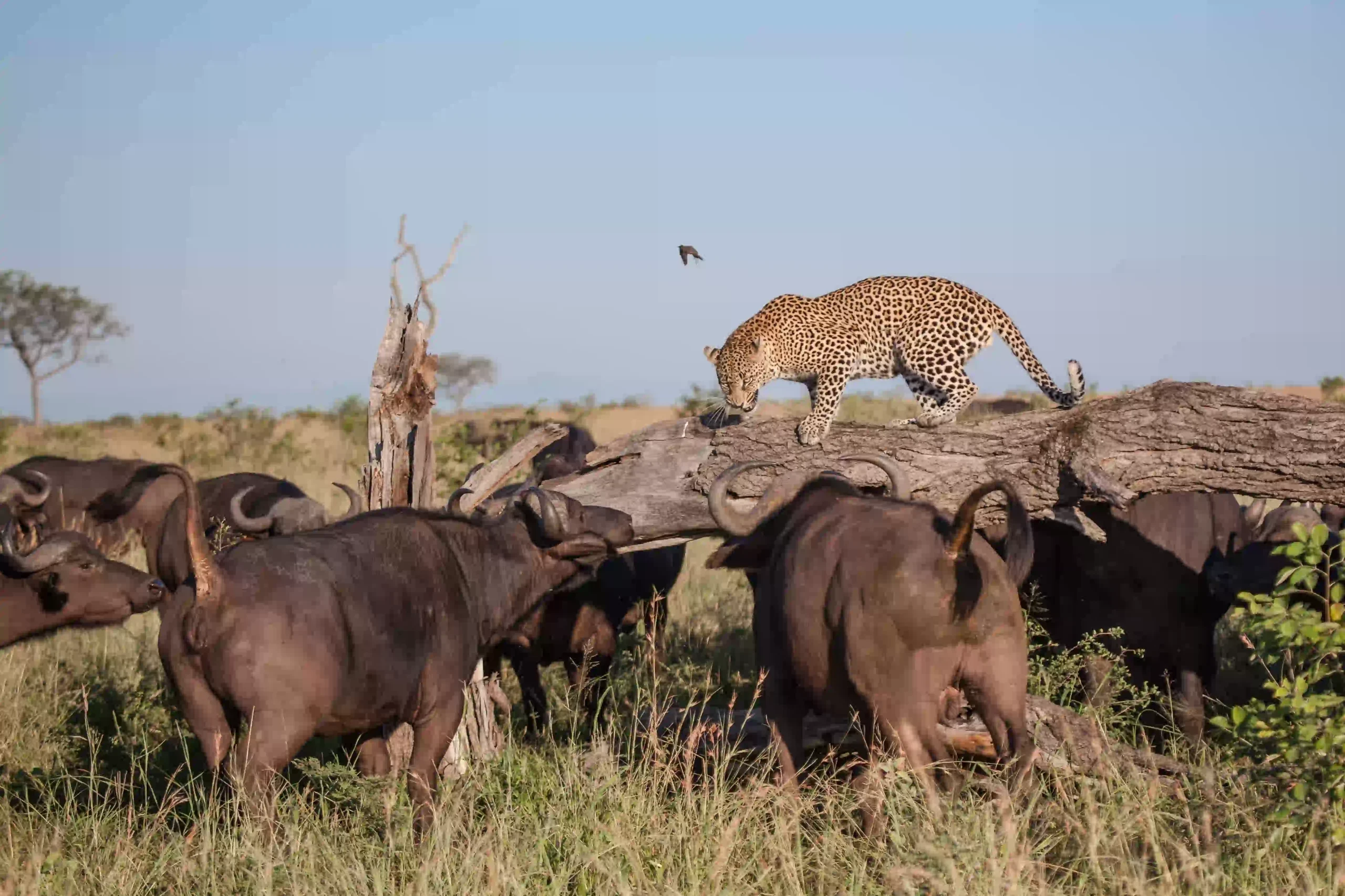 Leopard walking across a log in Serengeti woodland