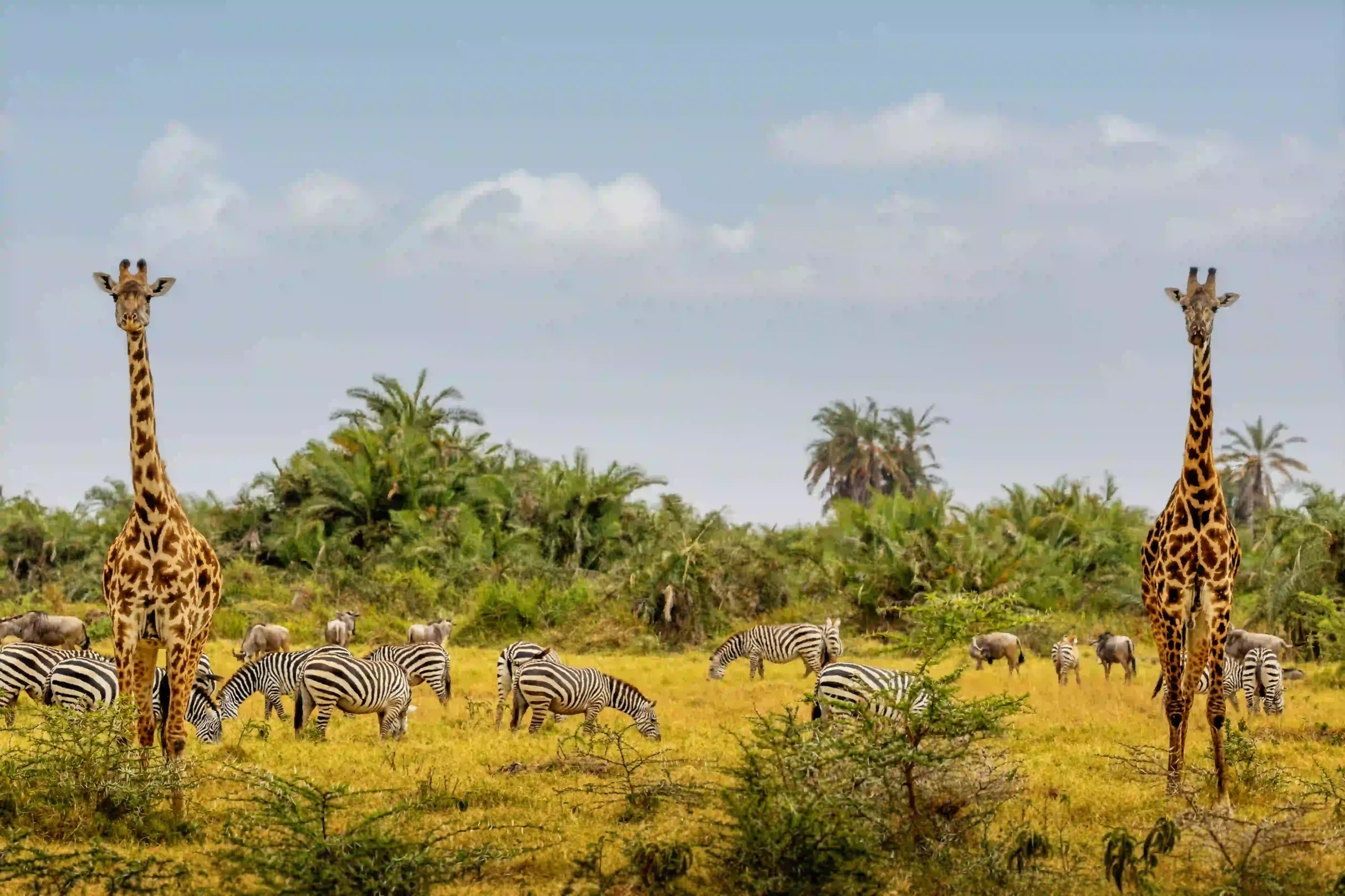 Arrival in Tanzania with grazing wildlife under wide skies