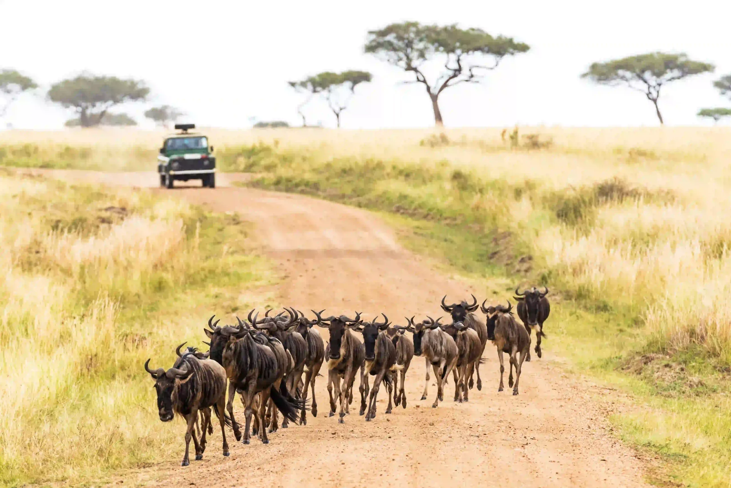 Wildebeest crossing a dust road during safari