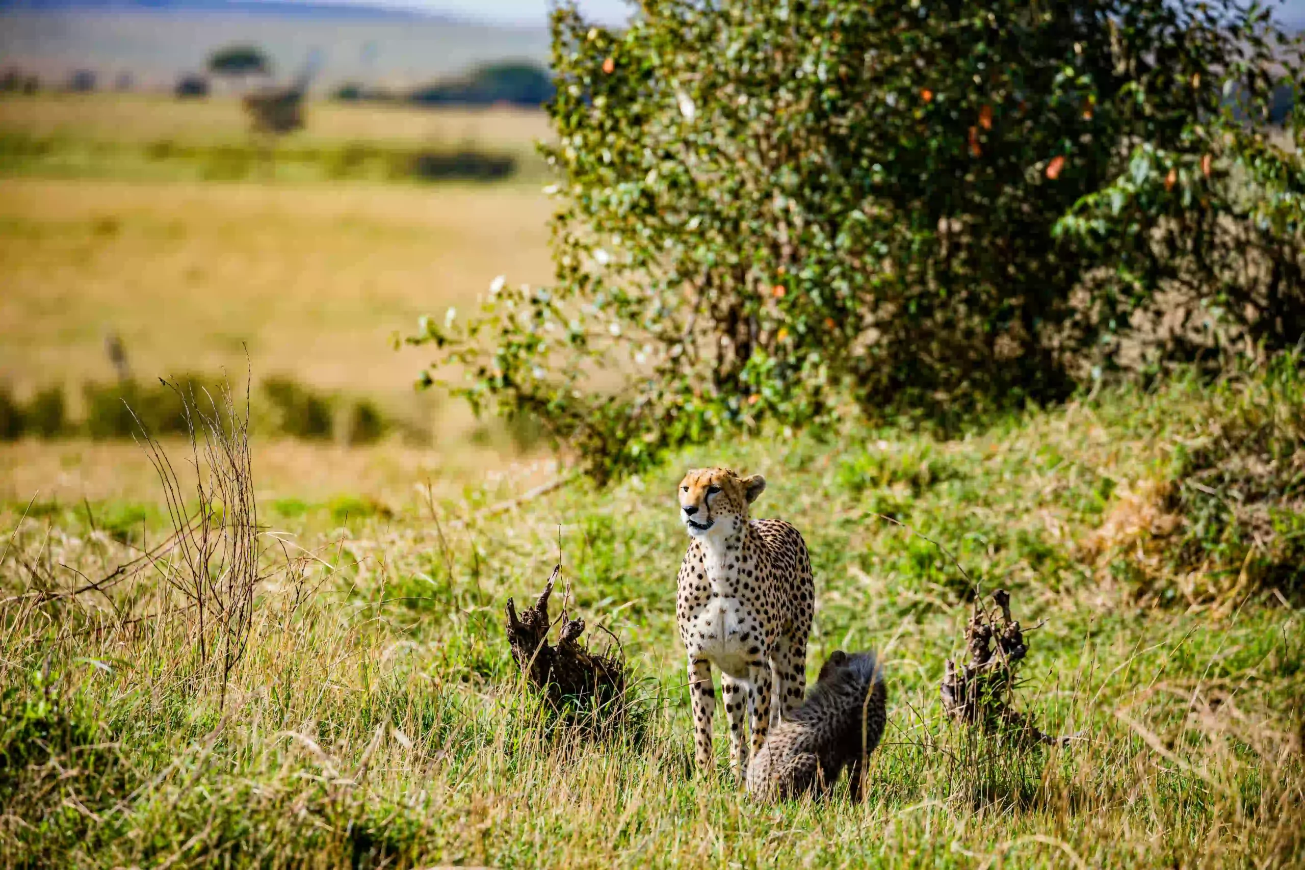Cheetah scanning the plains during central Serengeti game drive