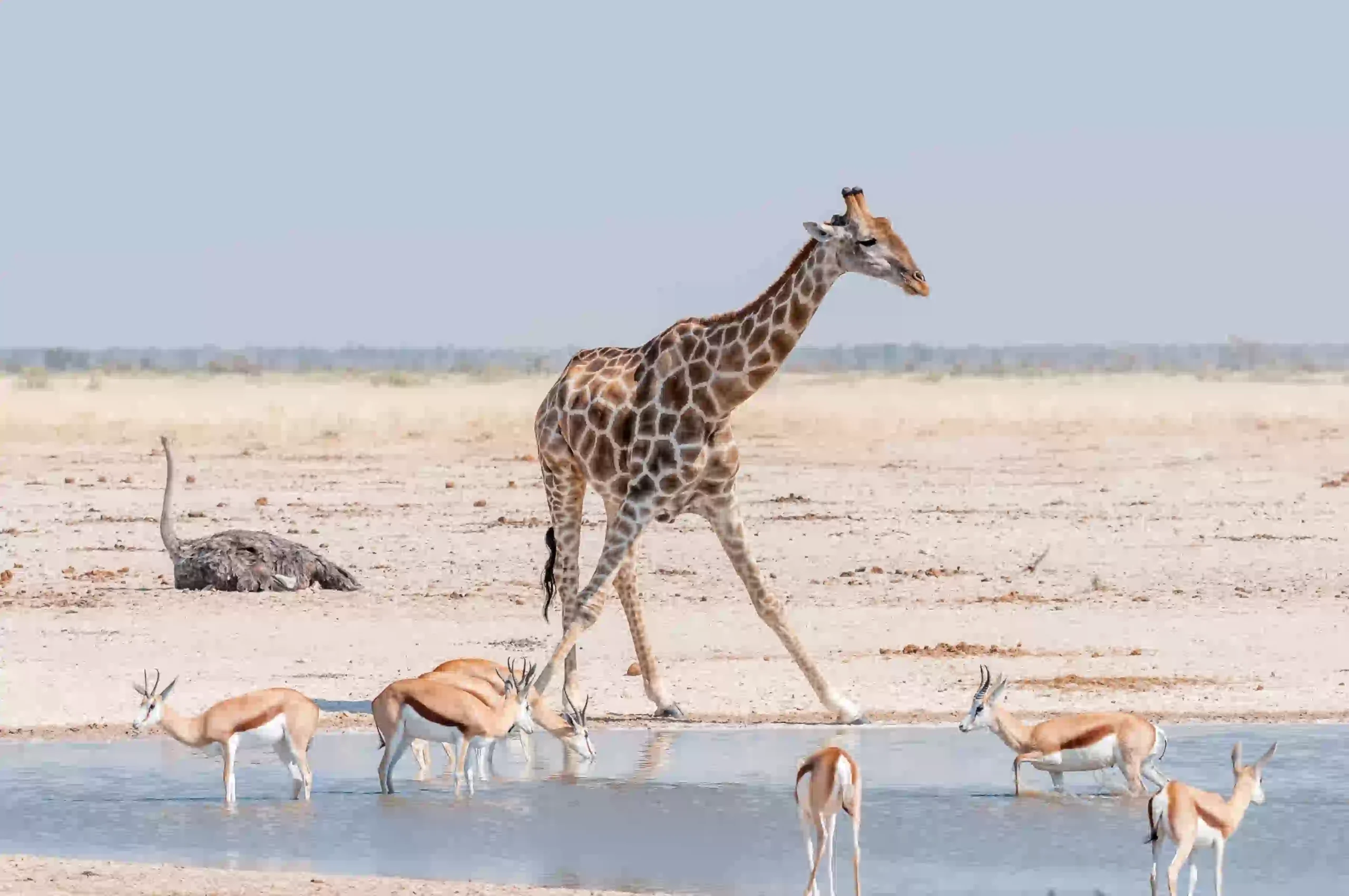Animals sharing a waterhole, a calm scene at the end of safari