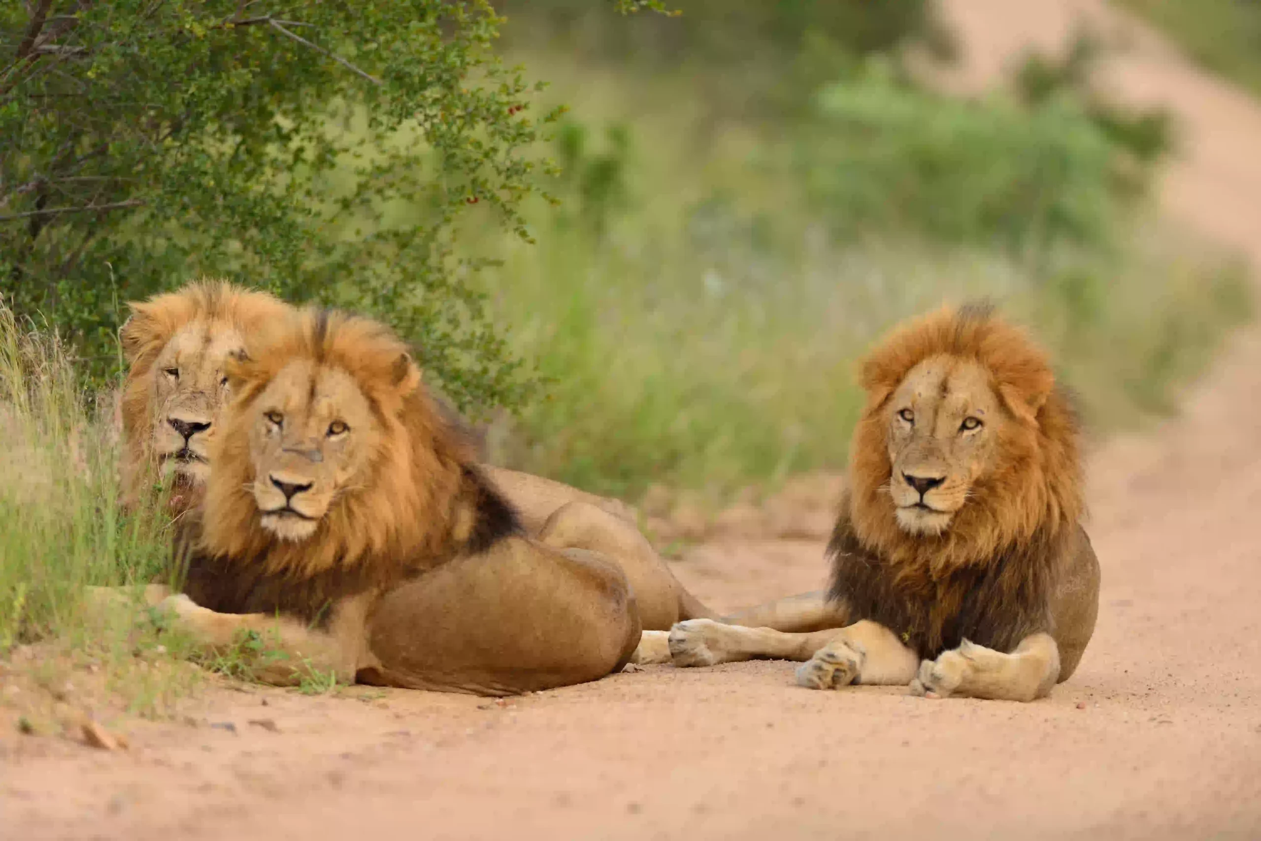 Group of lions resting on a gravel road