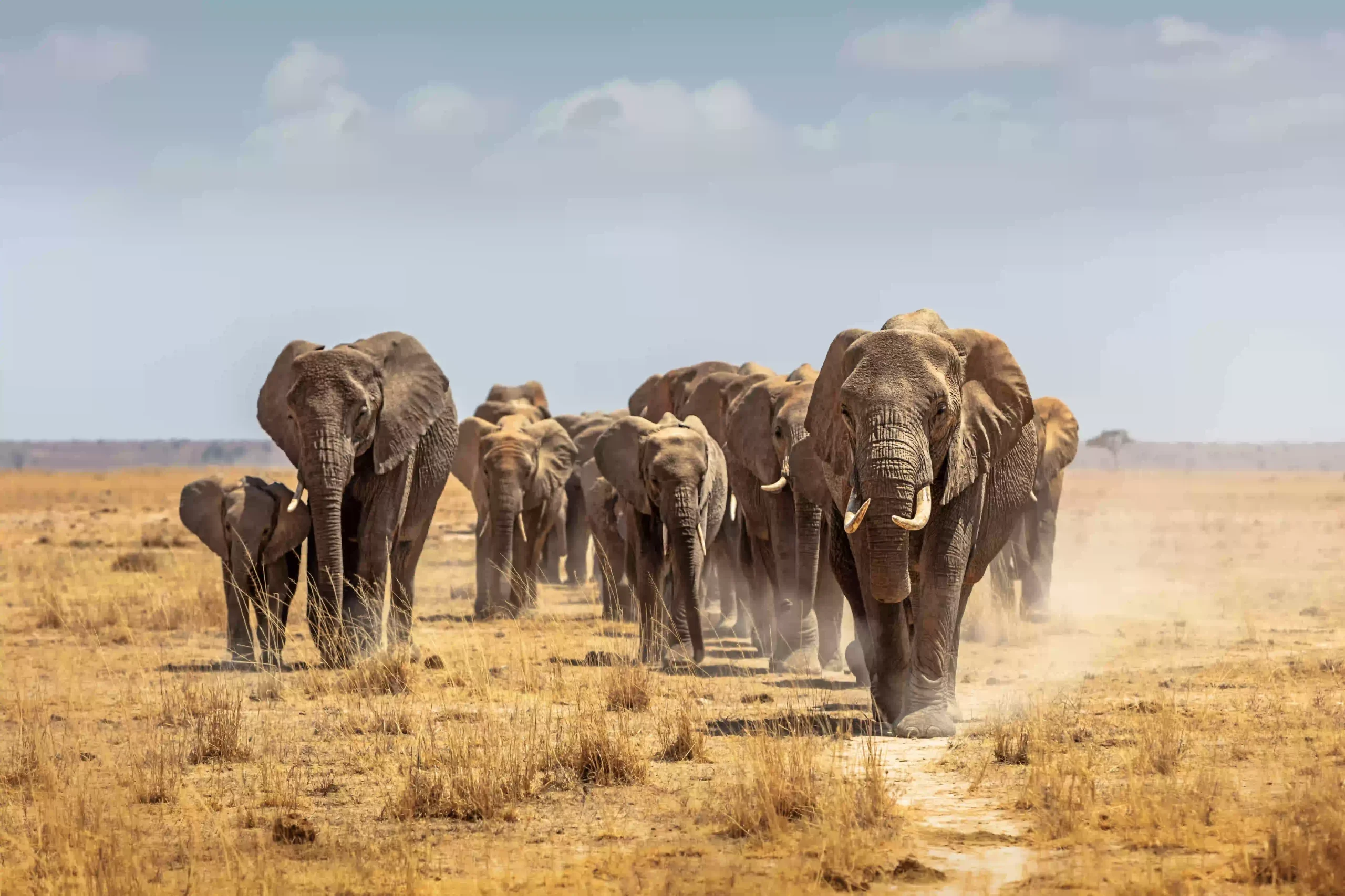 Herd of African elephants walking toward the camera
