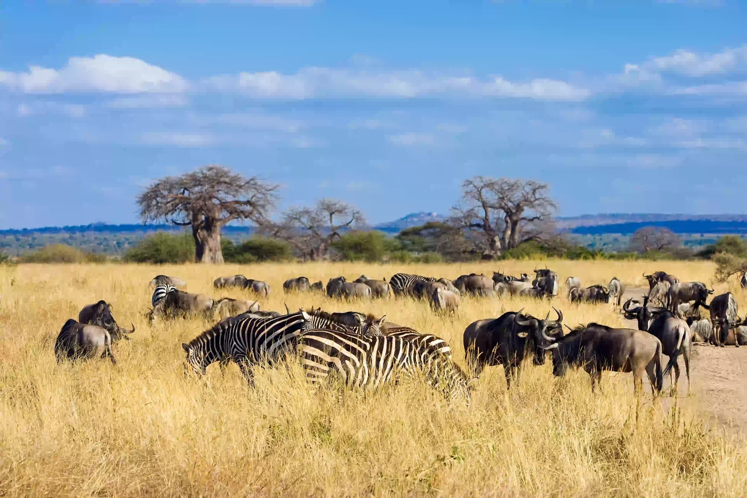 Herd of zebras and wildebeest grazing together on the southern plains