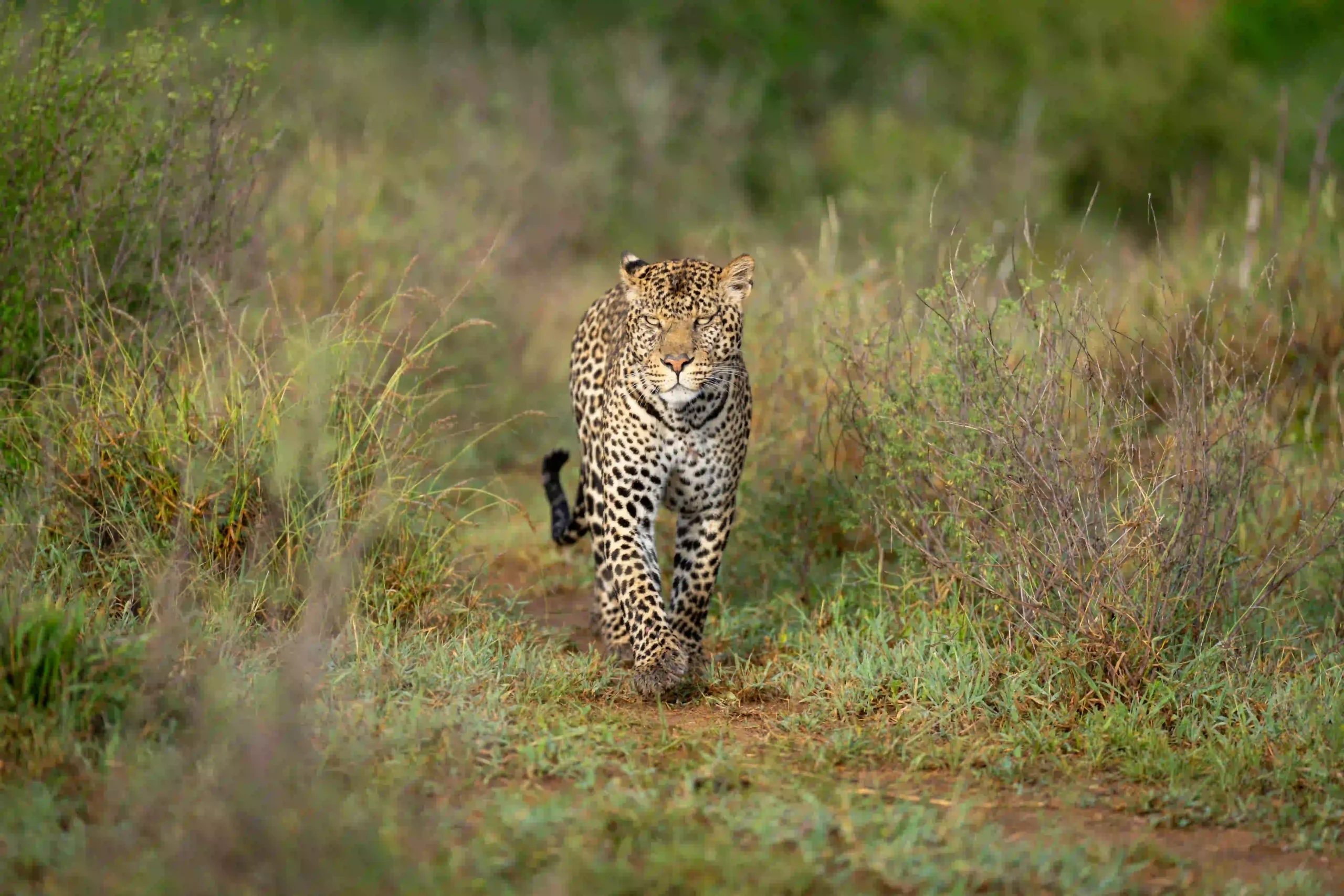Northern Serengeti savanna with big sky and leopard moving through grass