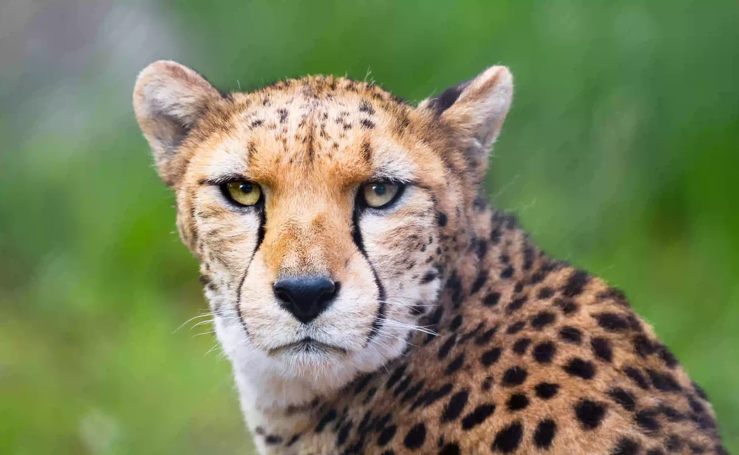 Cheetah looking directly at the camera