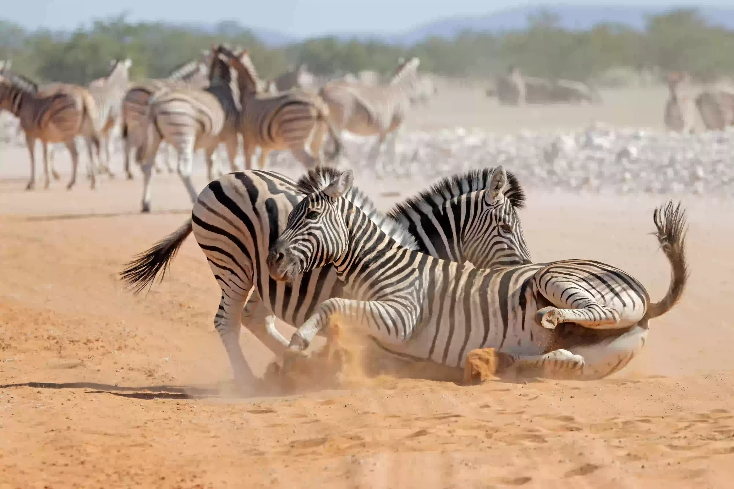 Two plains zebra stallions fighting in the Serengeti