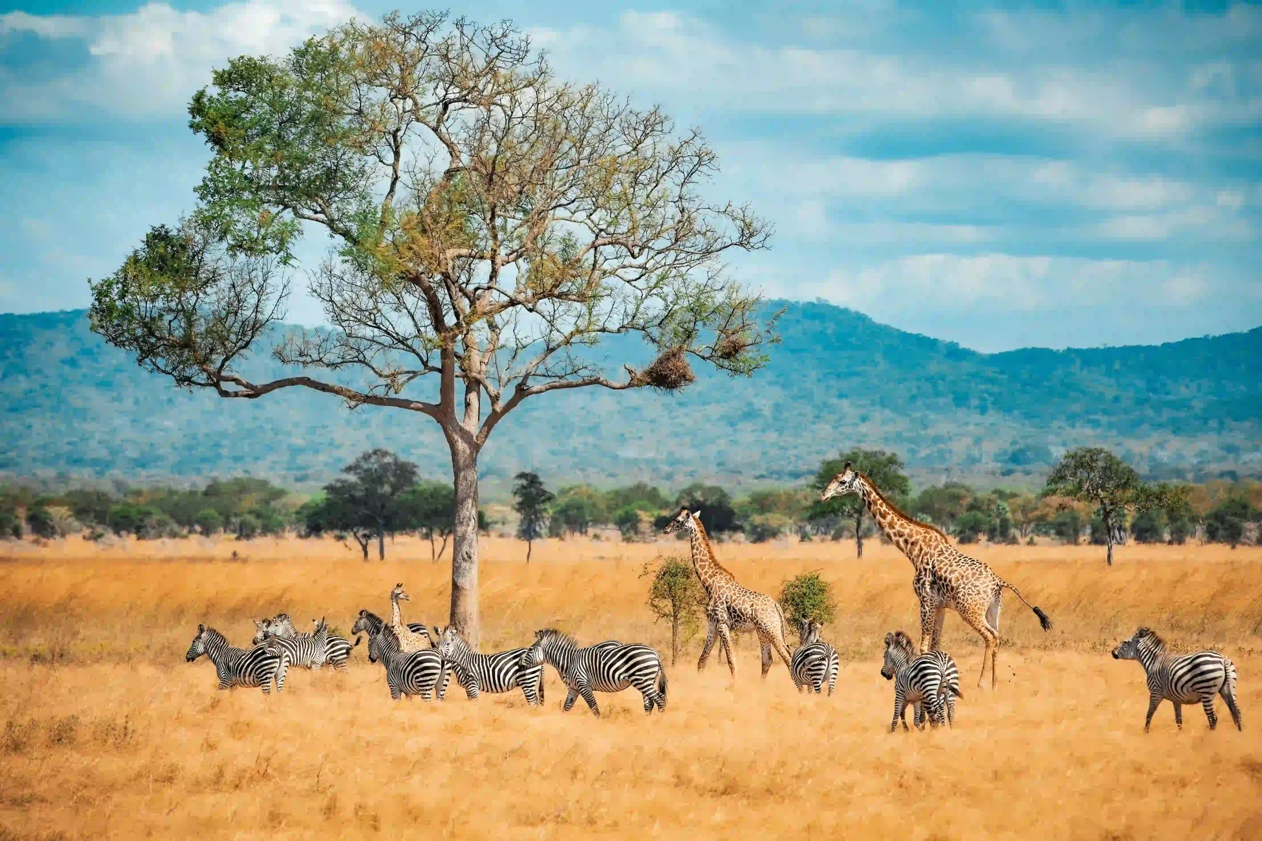 Giraffes and zebras together in open country near Lake Eyasi region