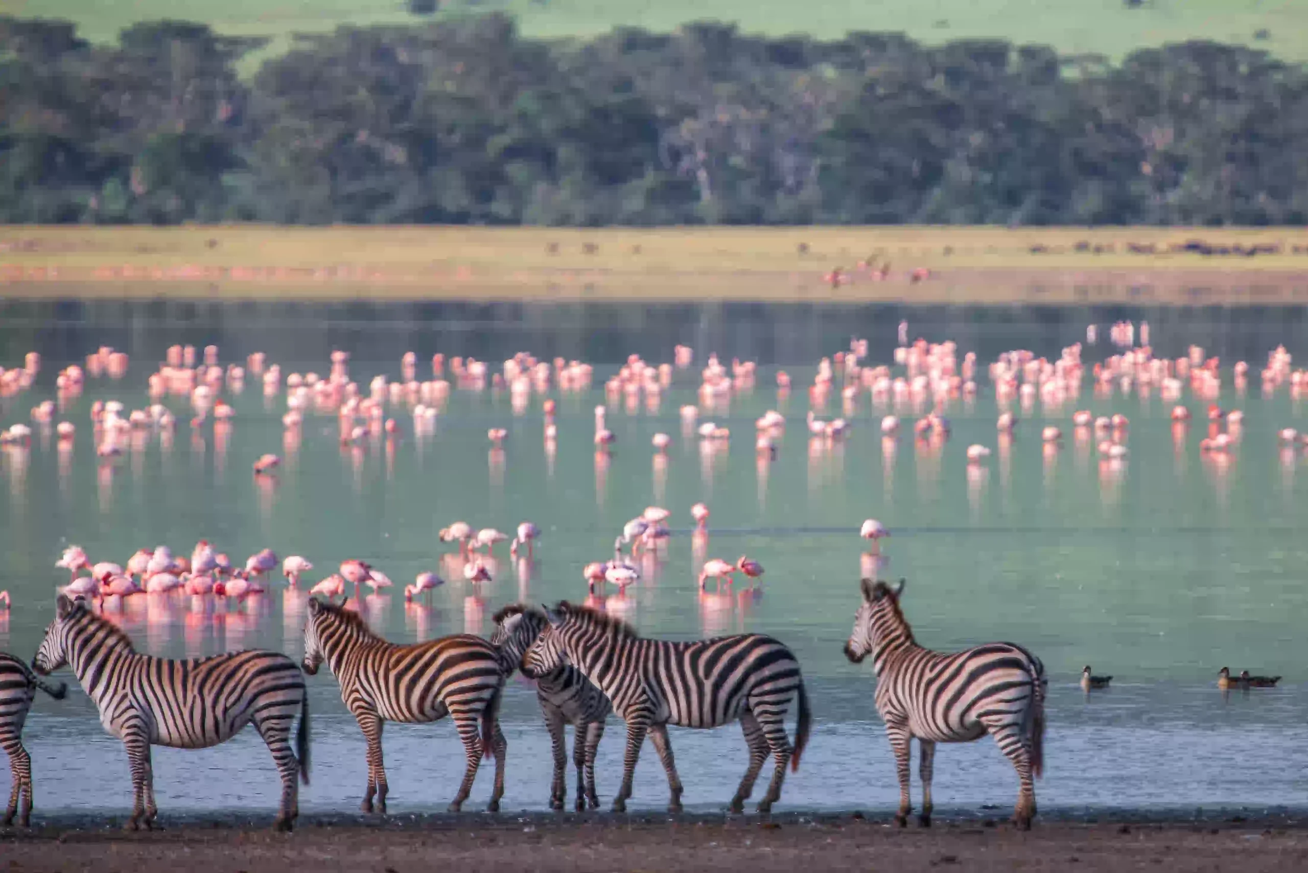 6 day fly in from Zanzibar
