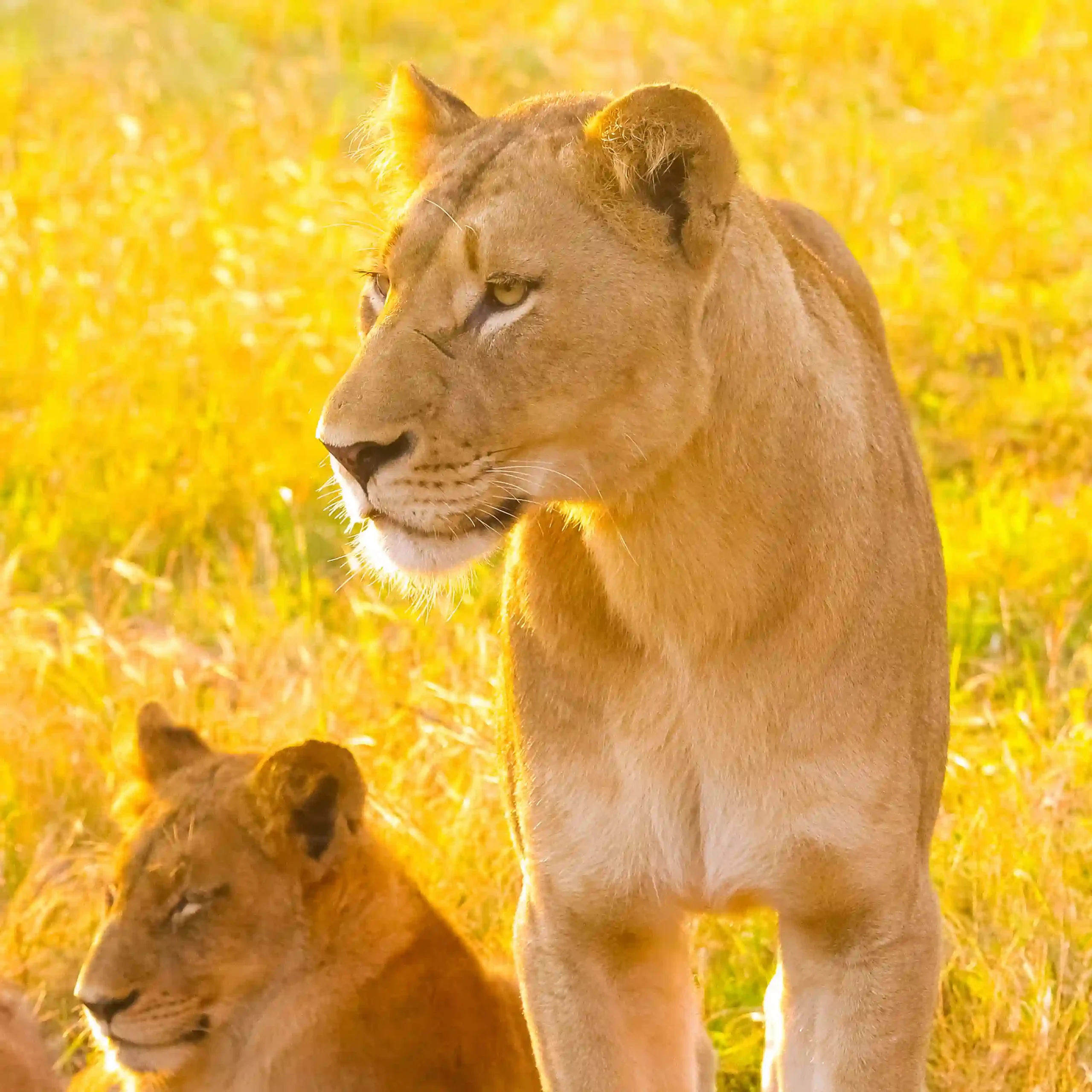Lioness with cub in soft evening light on a Tanzania safari in Serengeti