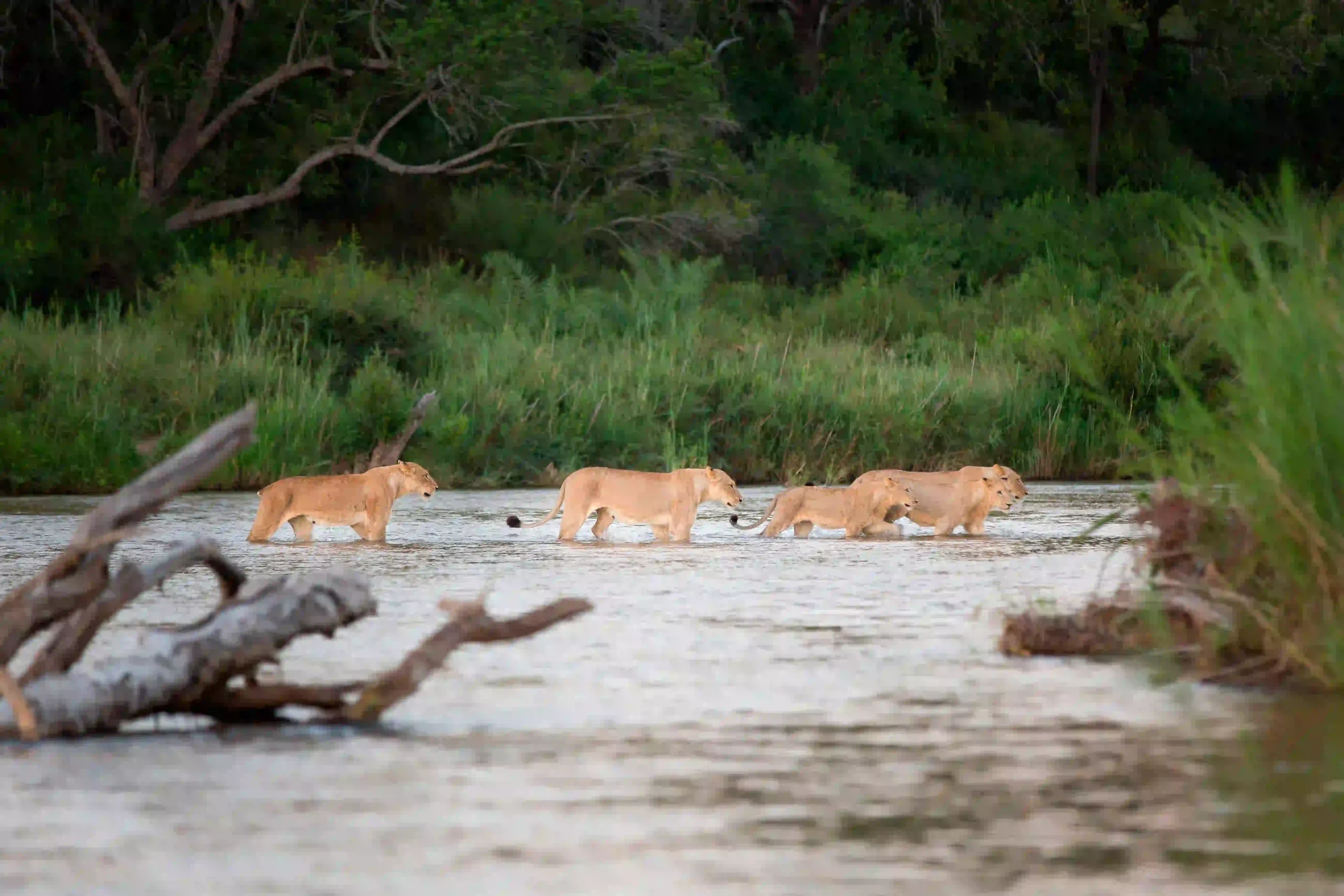 Lion pride crossing a shallow river during migration season in Serengeti
