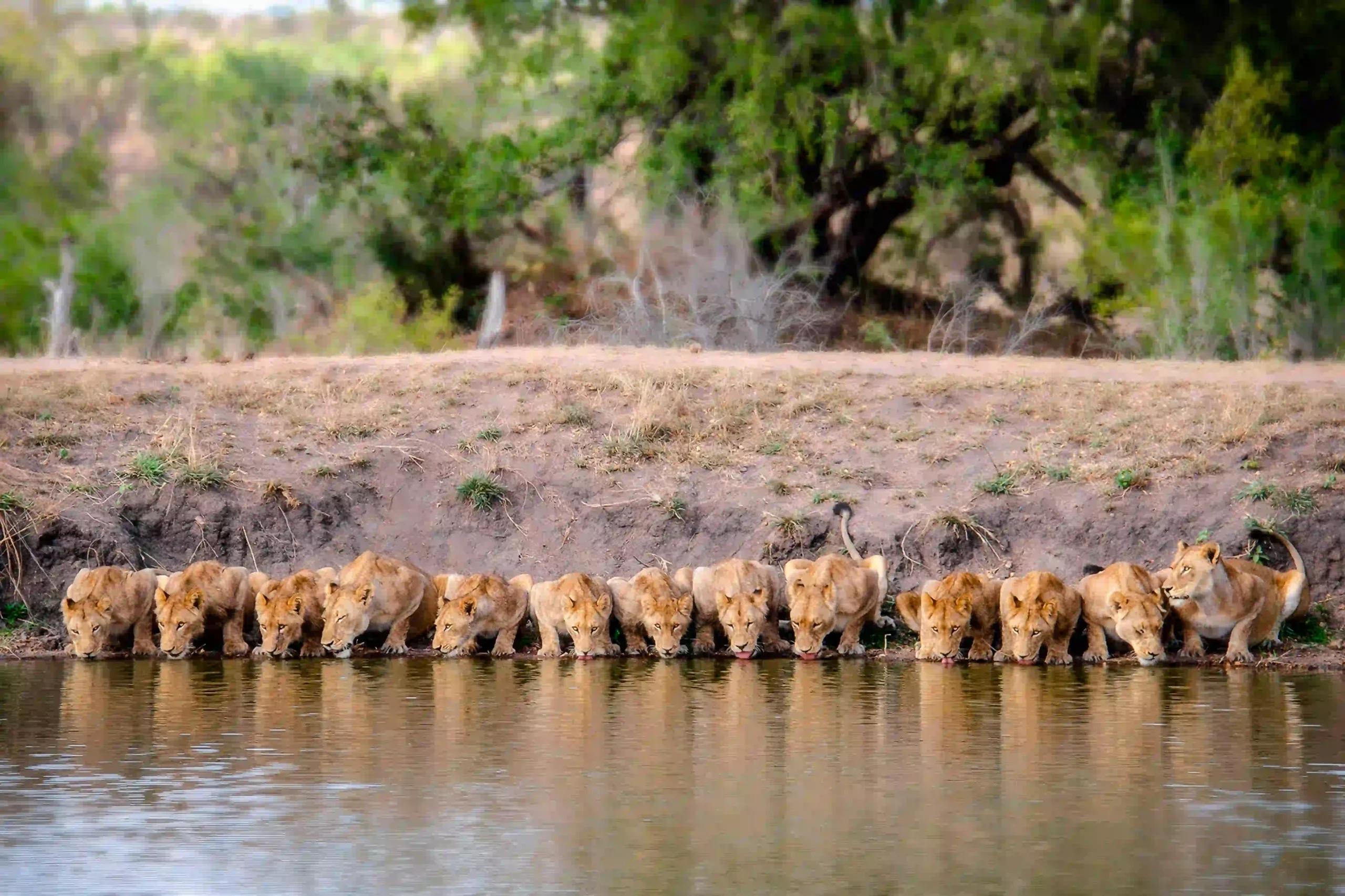 Pride of lions resting in Serengeti National Park during a luxury Tanzania safari