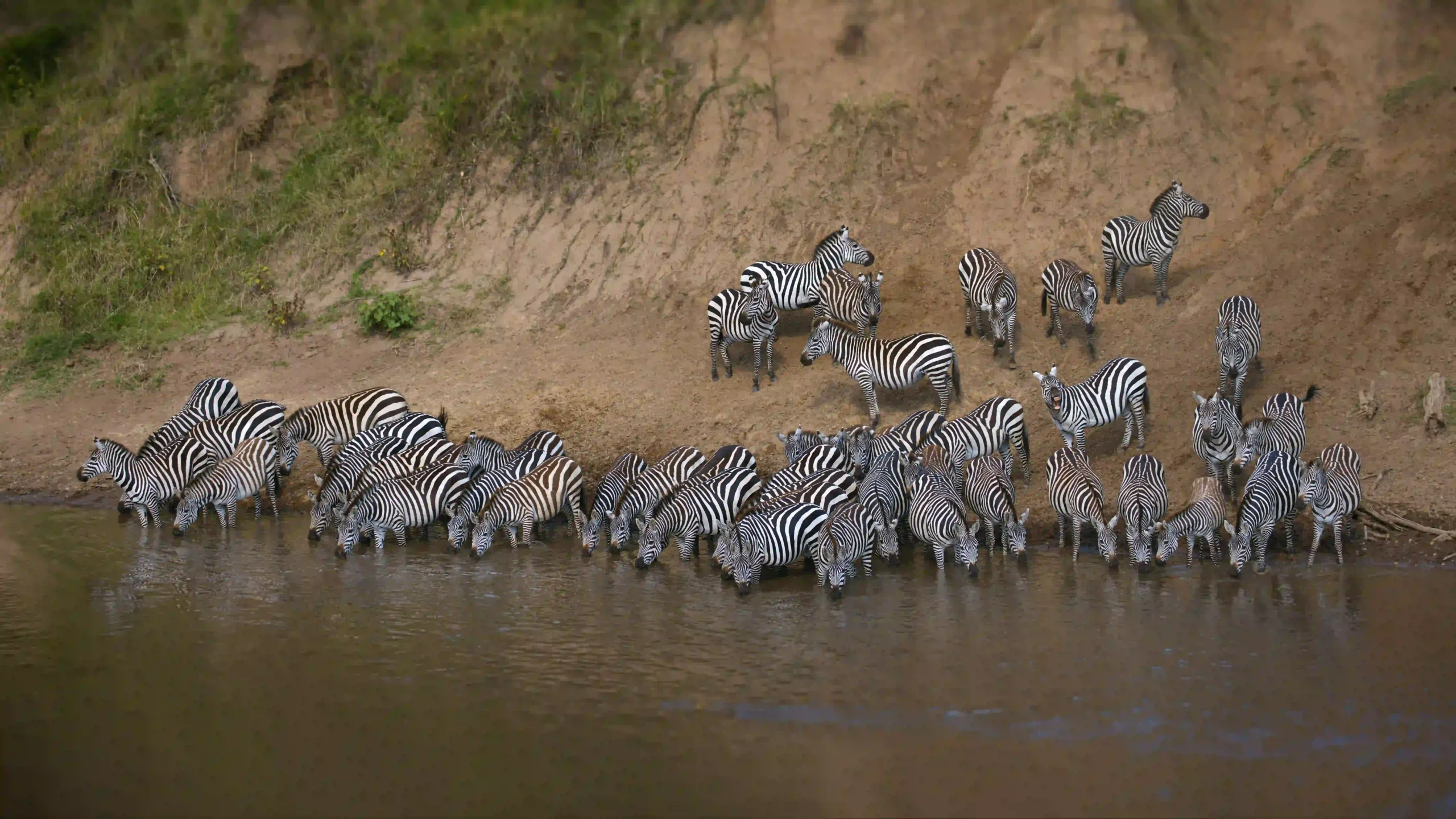 Zebra herd drinking at a waterhole during Tanzania safari in Serengeti