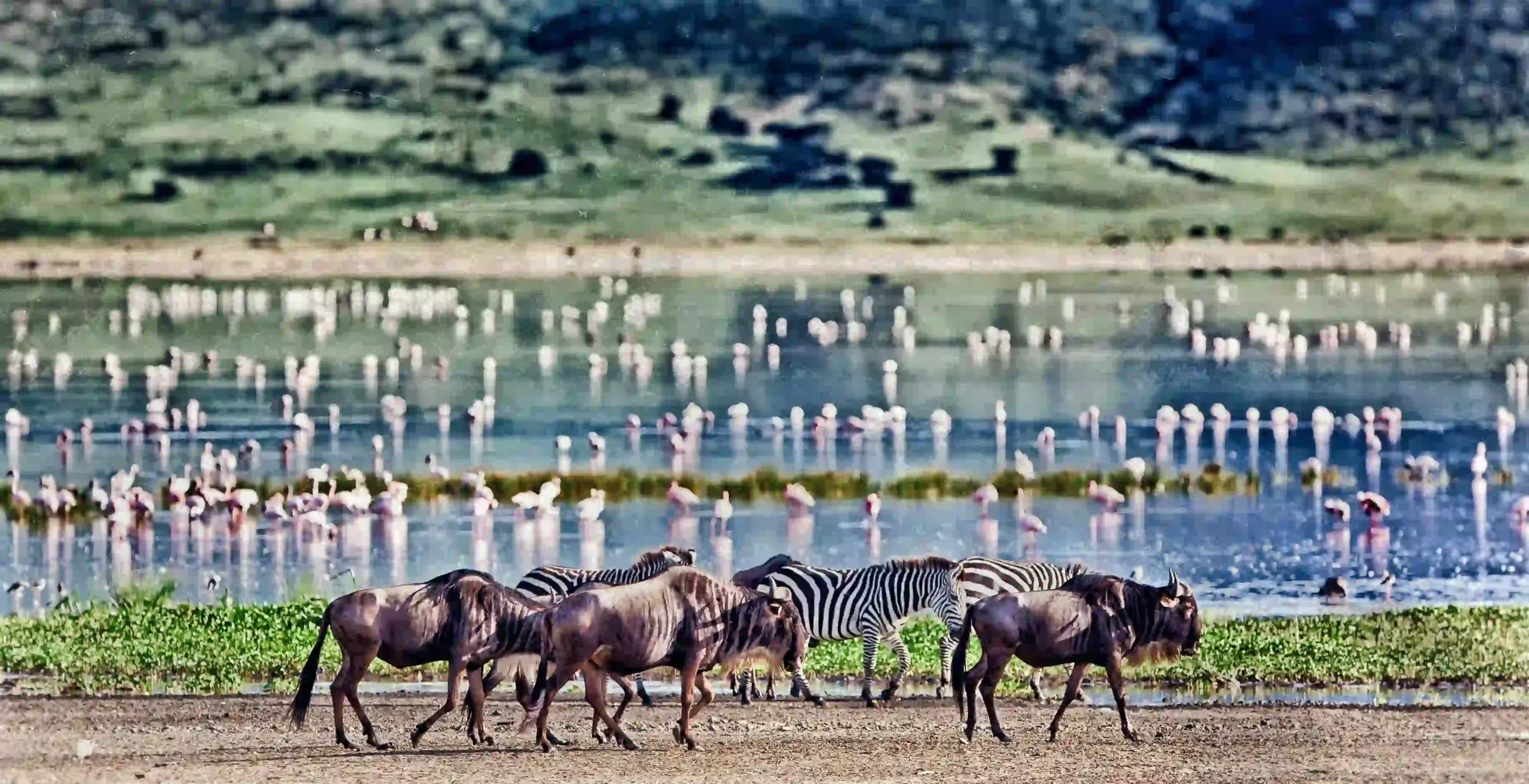 Zebras and wildebeest walking across the savanna on Tanzania migration safari
