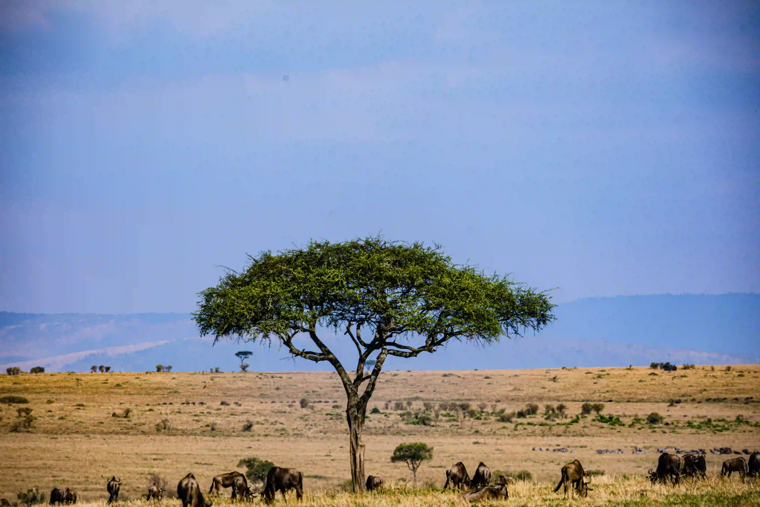 Wildebeest migration moving across open plains