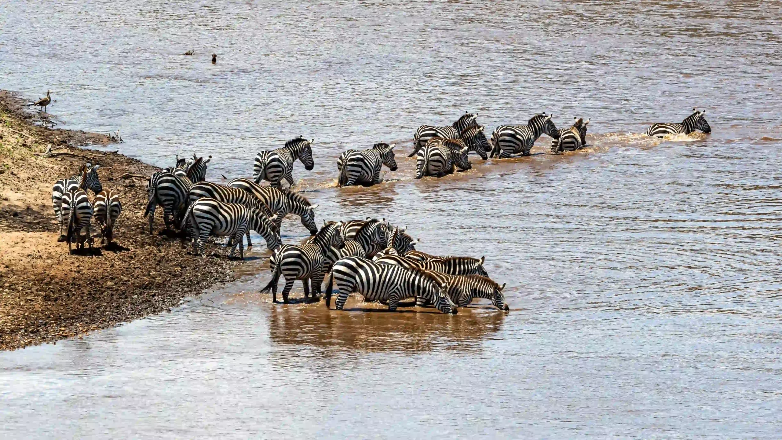 Zebra herd crossing a river during the Serengeti migration in Tanzania