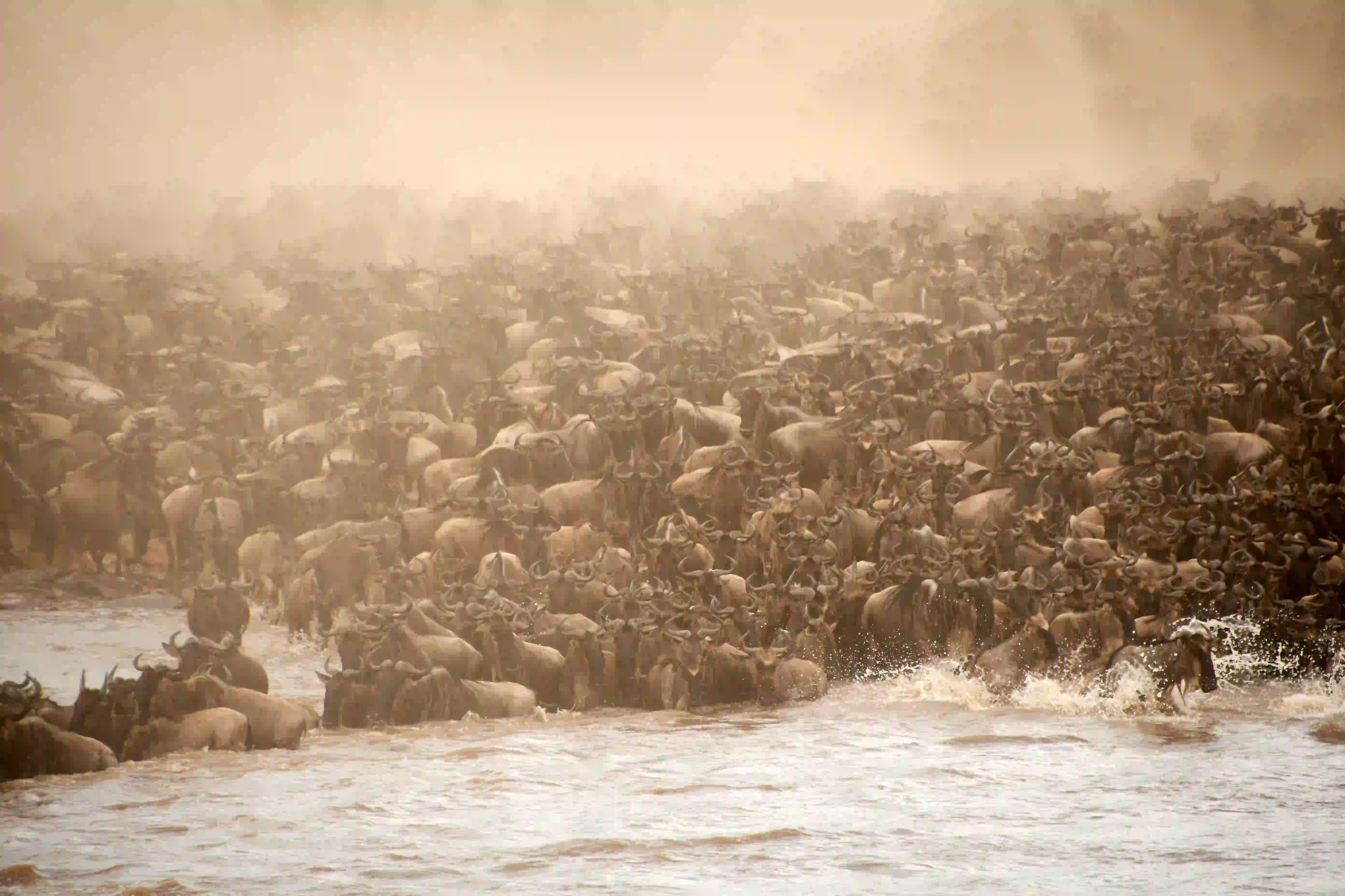 Great wildebeest migration river crossing in Serengeti affecting Tanzania safari cost and seasonal pricing