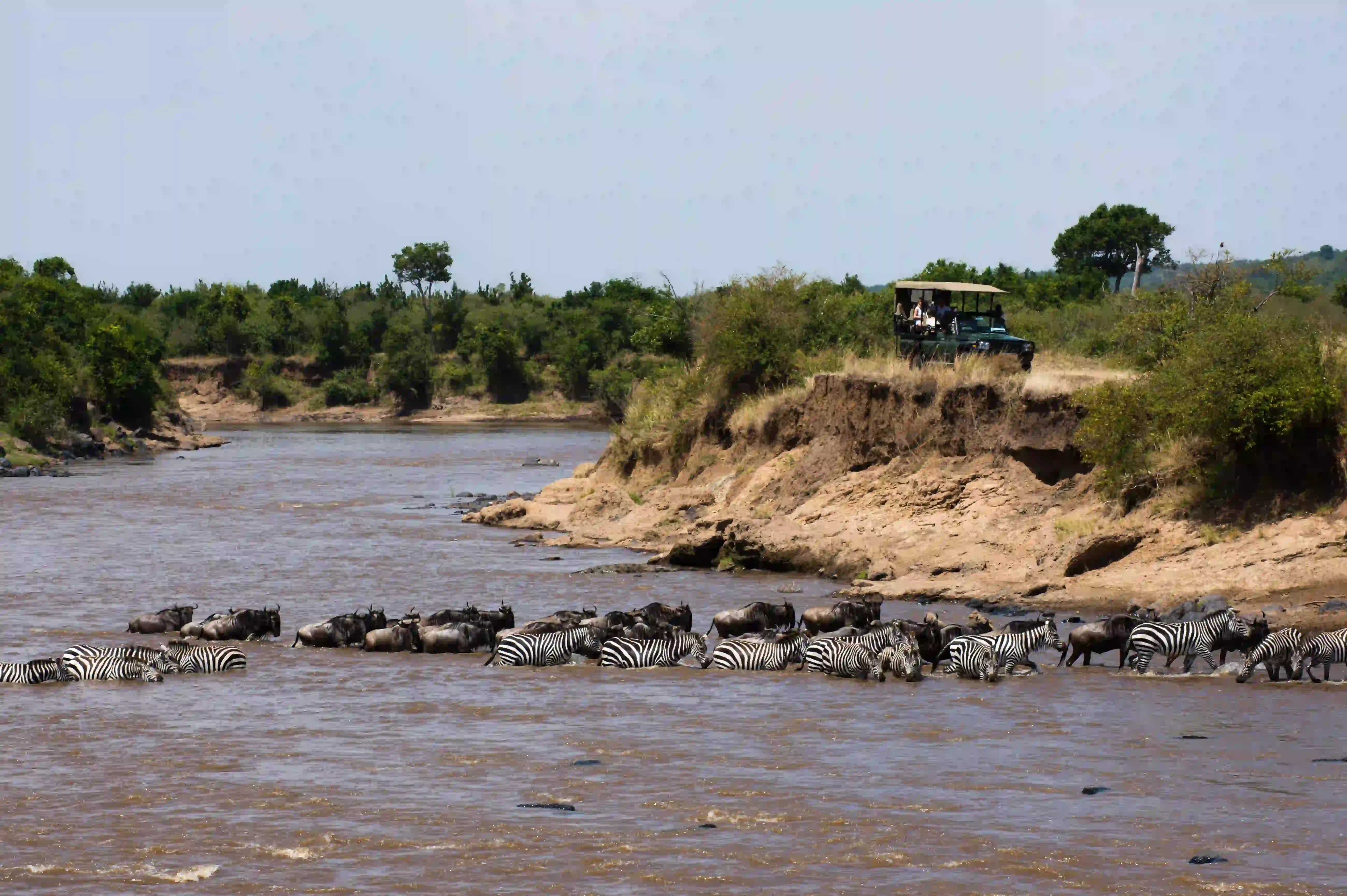 Zebras and wildebeest gathering at a river during Serengeti safari showing wildlife density and value