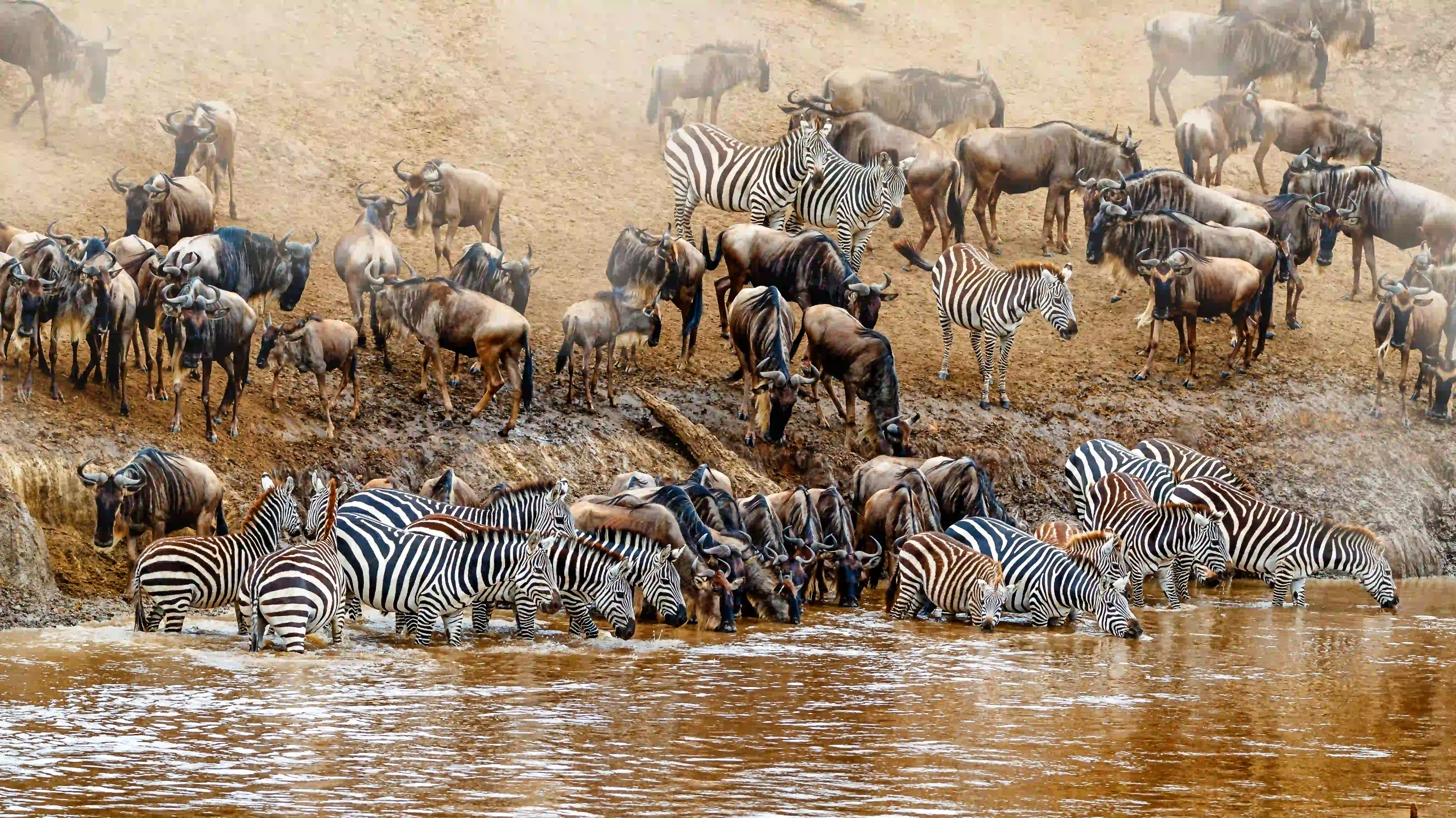 Wildebeest and zebra migration scene comparing Serengeti and Masai Mara safari costs