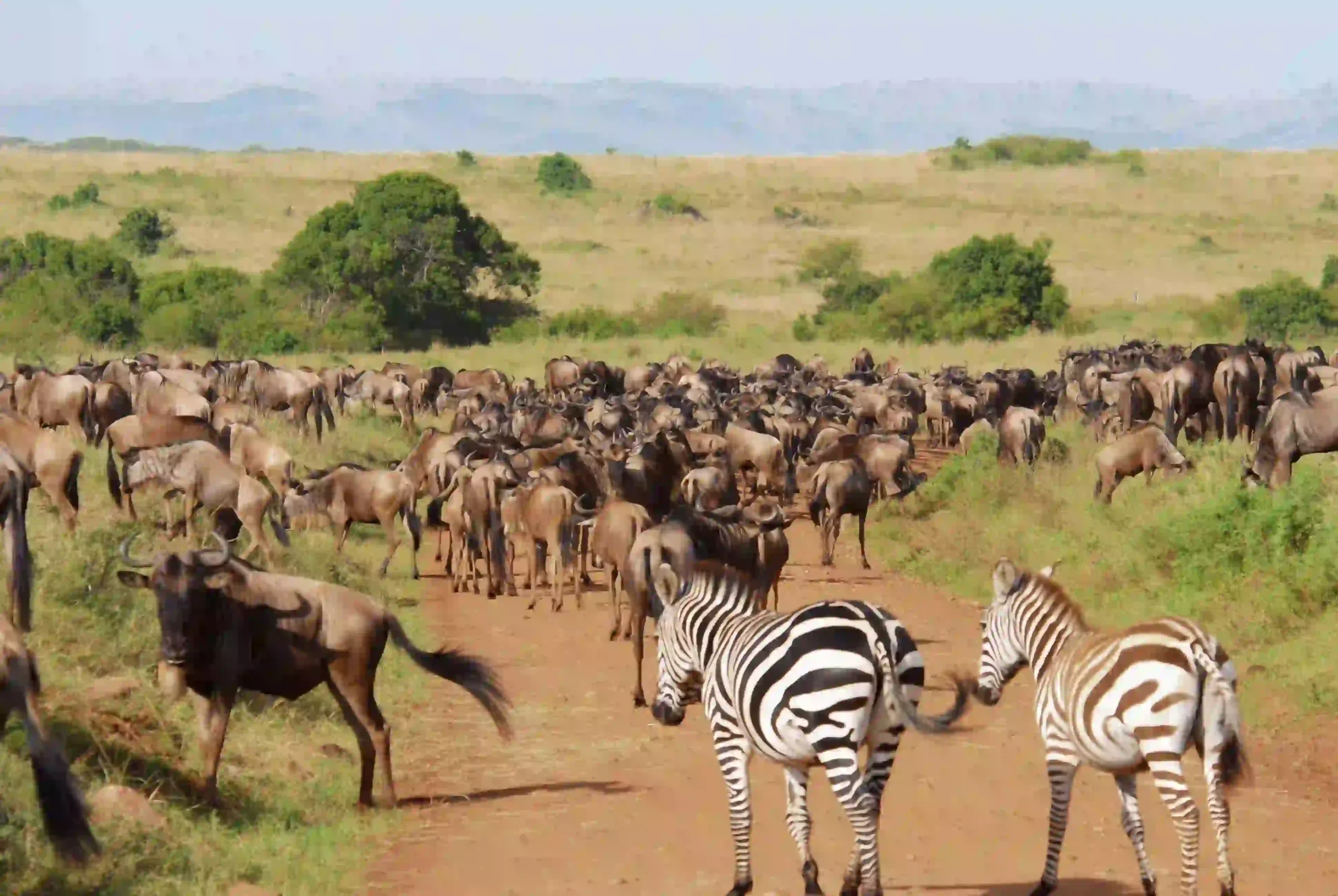 Wildebeest and zebra herds on the open plains