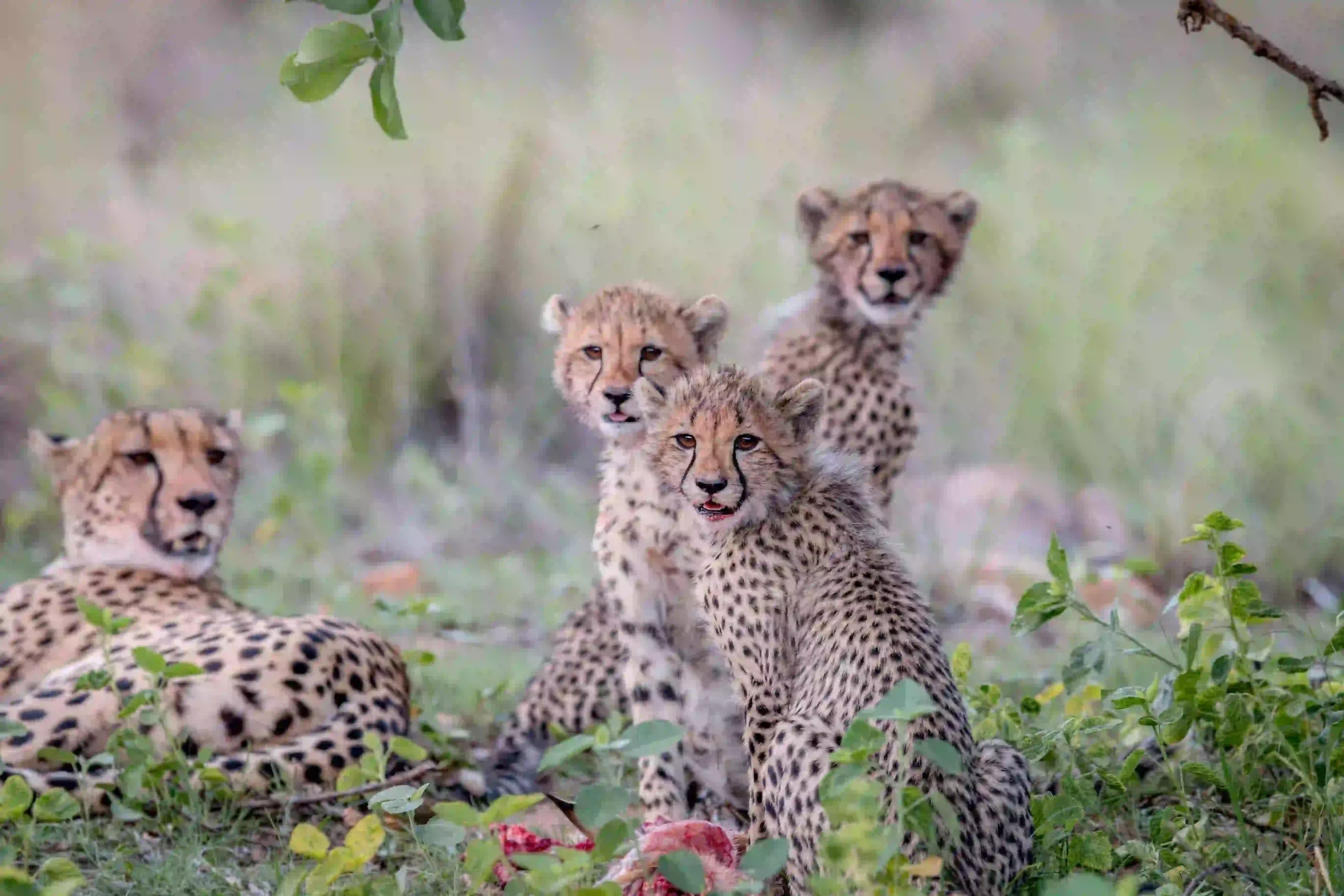 Cheetah cubs in the Serengeti