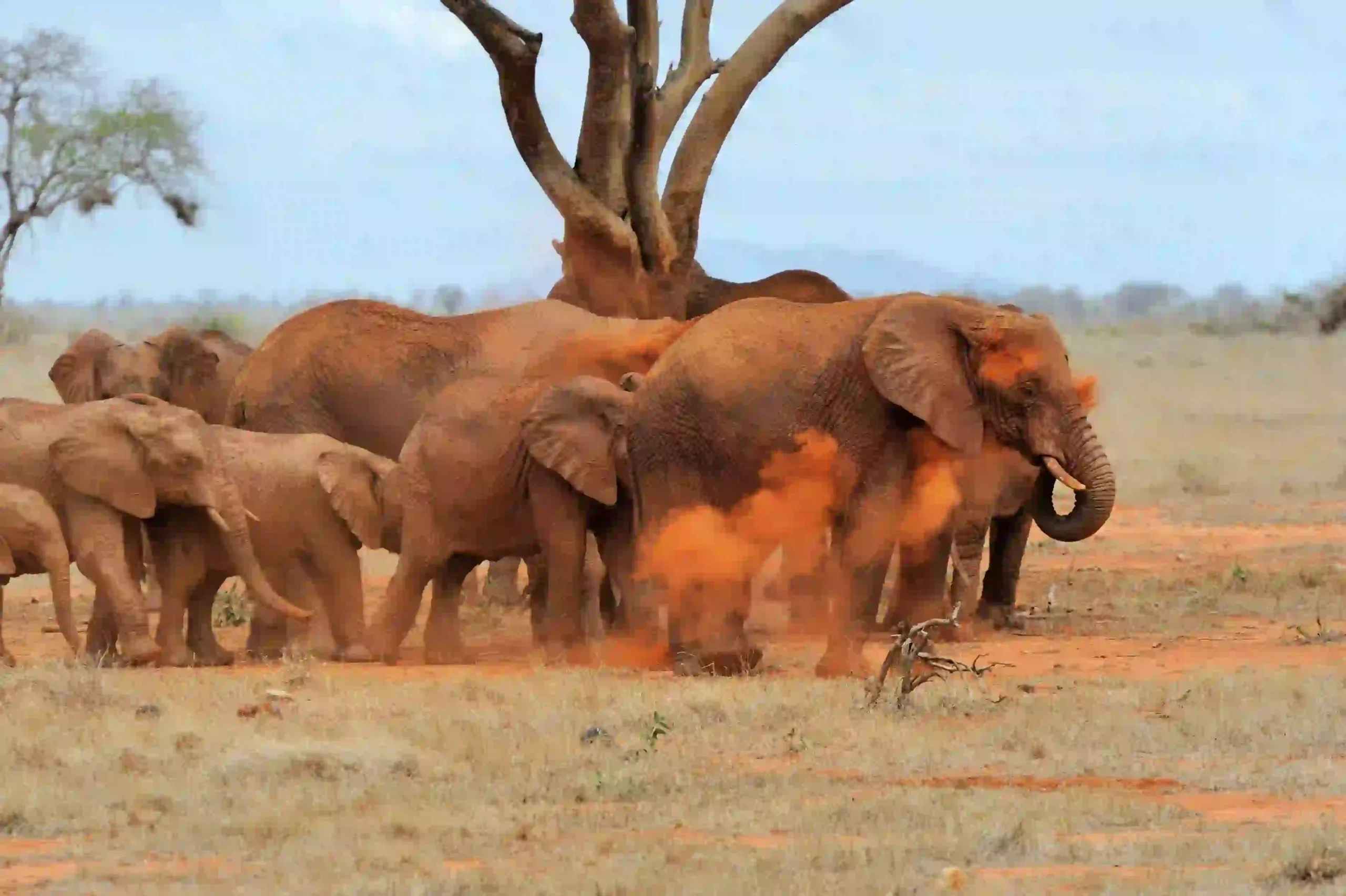 Elephant on savanna in Tanzania