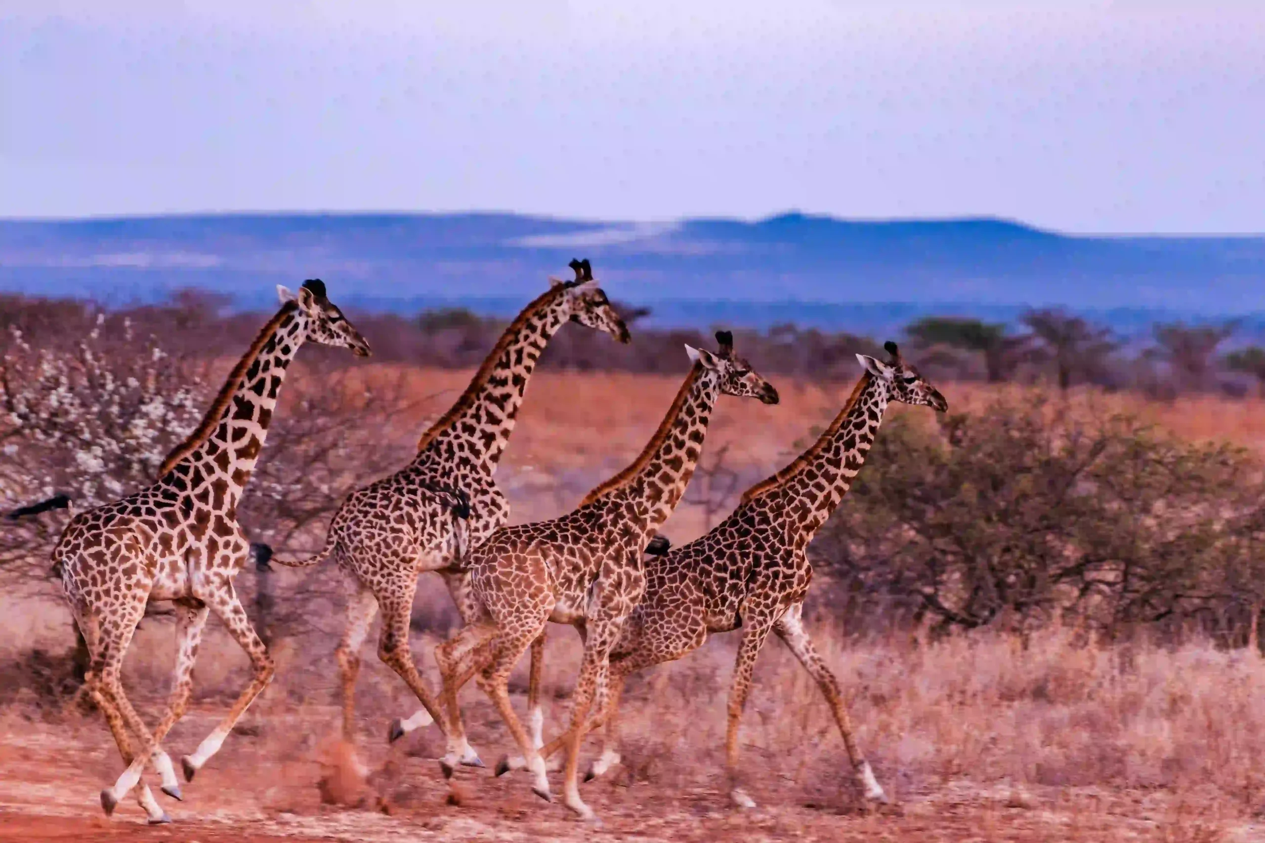 Giraffes on the savanna in Tanzania
