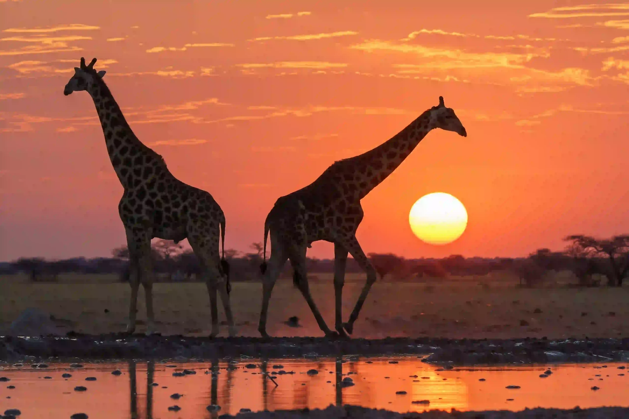 Giraffes at dawn during a private safari in Tanzania