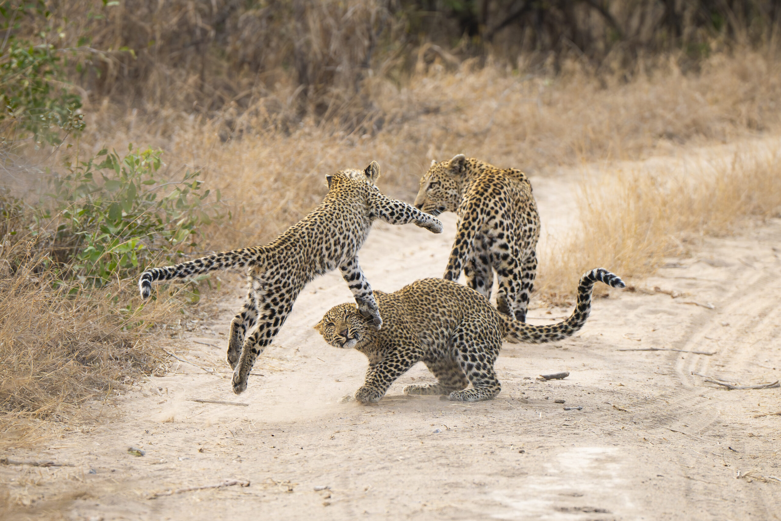 Leopard with cubs during a Tanzania safari