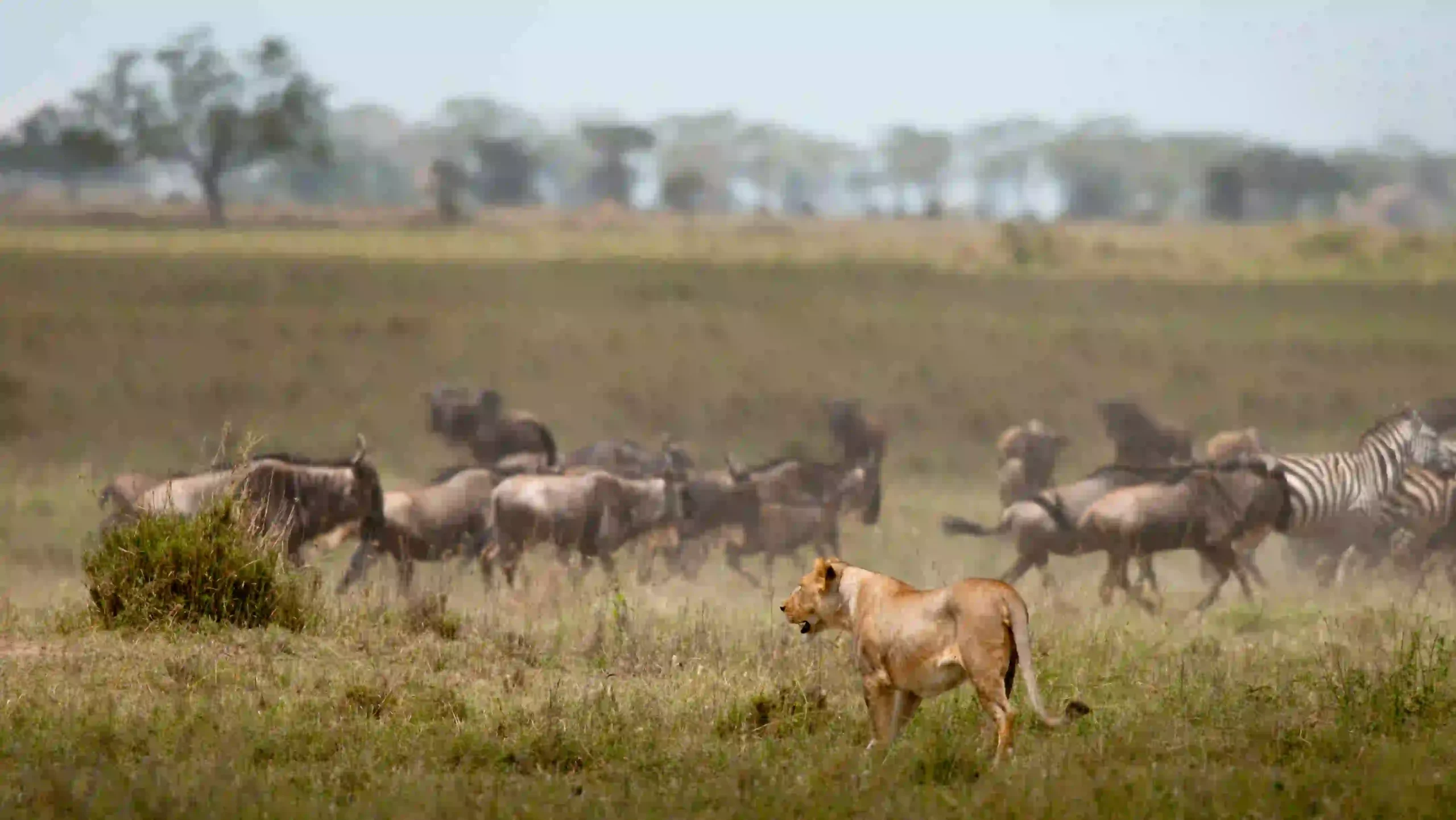 Lioness watching wildebeest herd on Serengeti plains