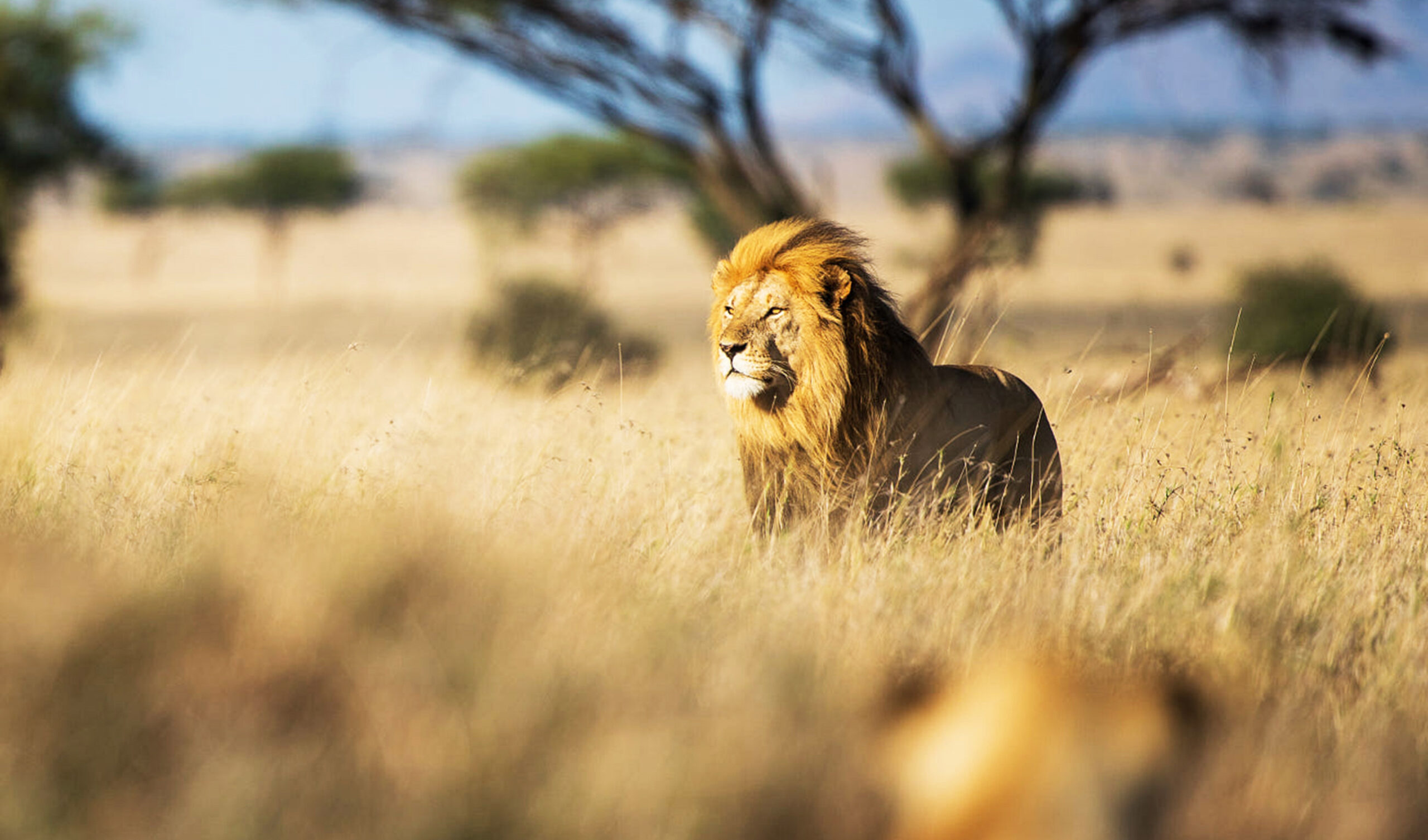 Tanzania fly in safari from Zanzibar or Arusha landscape